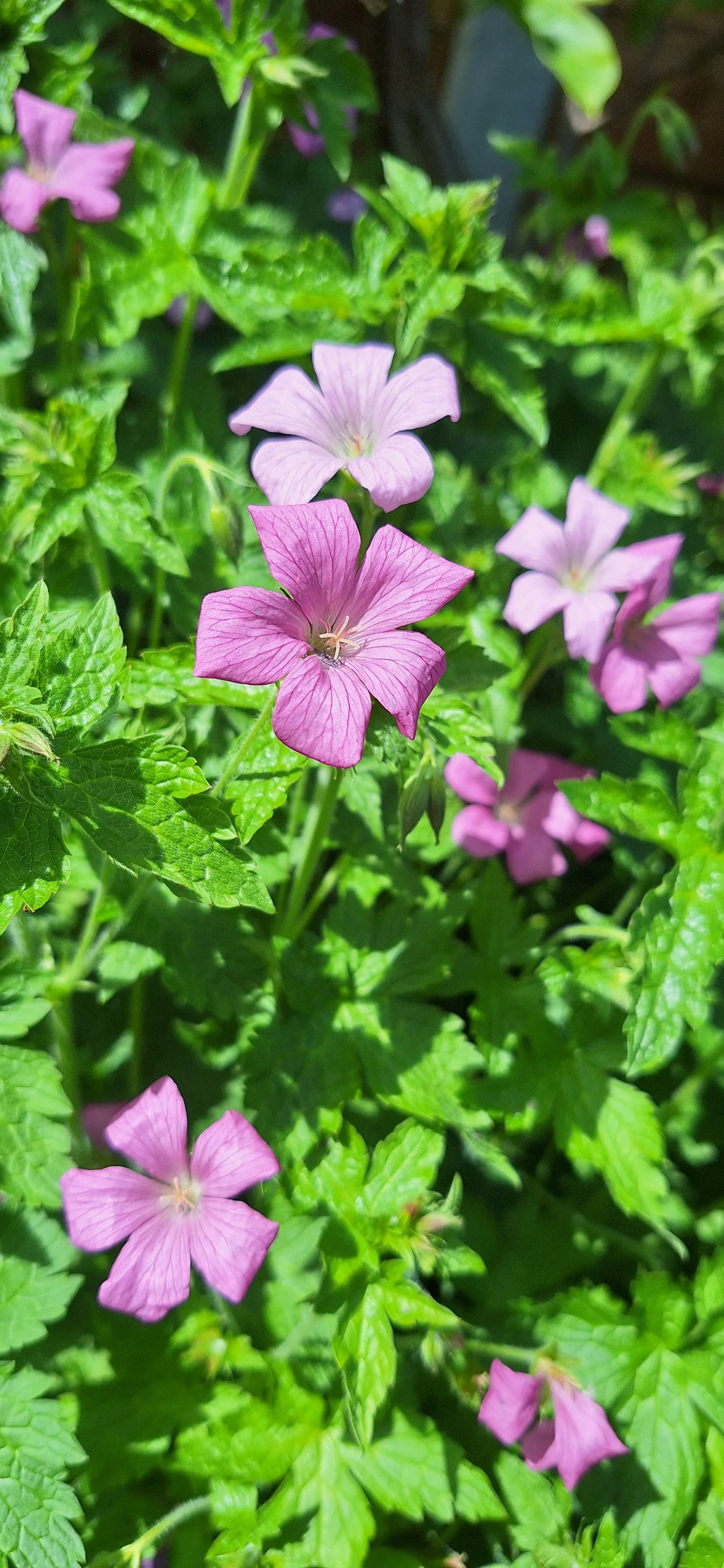 Geranium