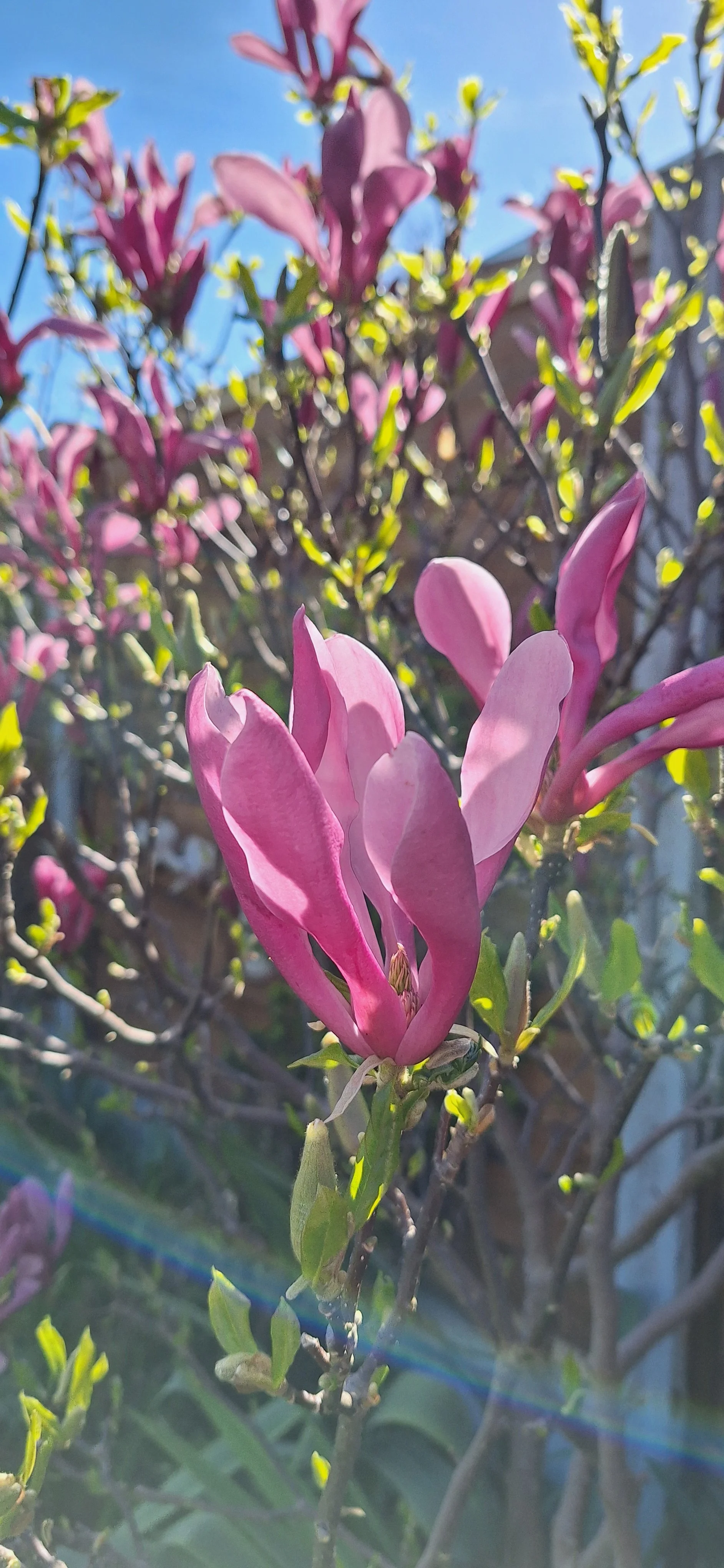 Magnolia