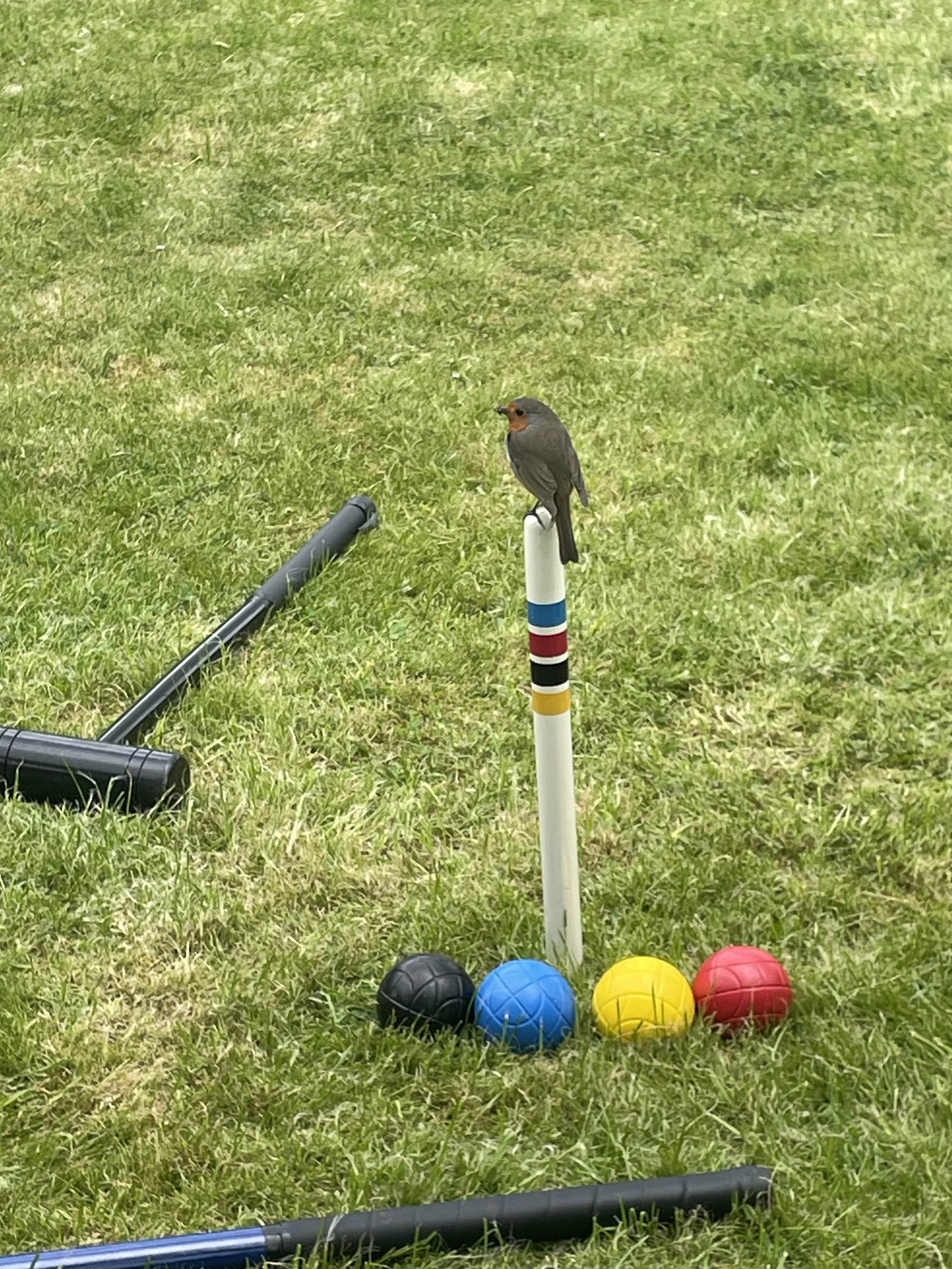 Mr robin joining the game of croquette