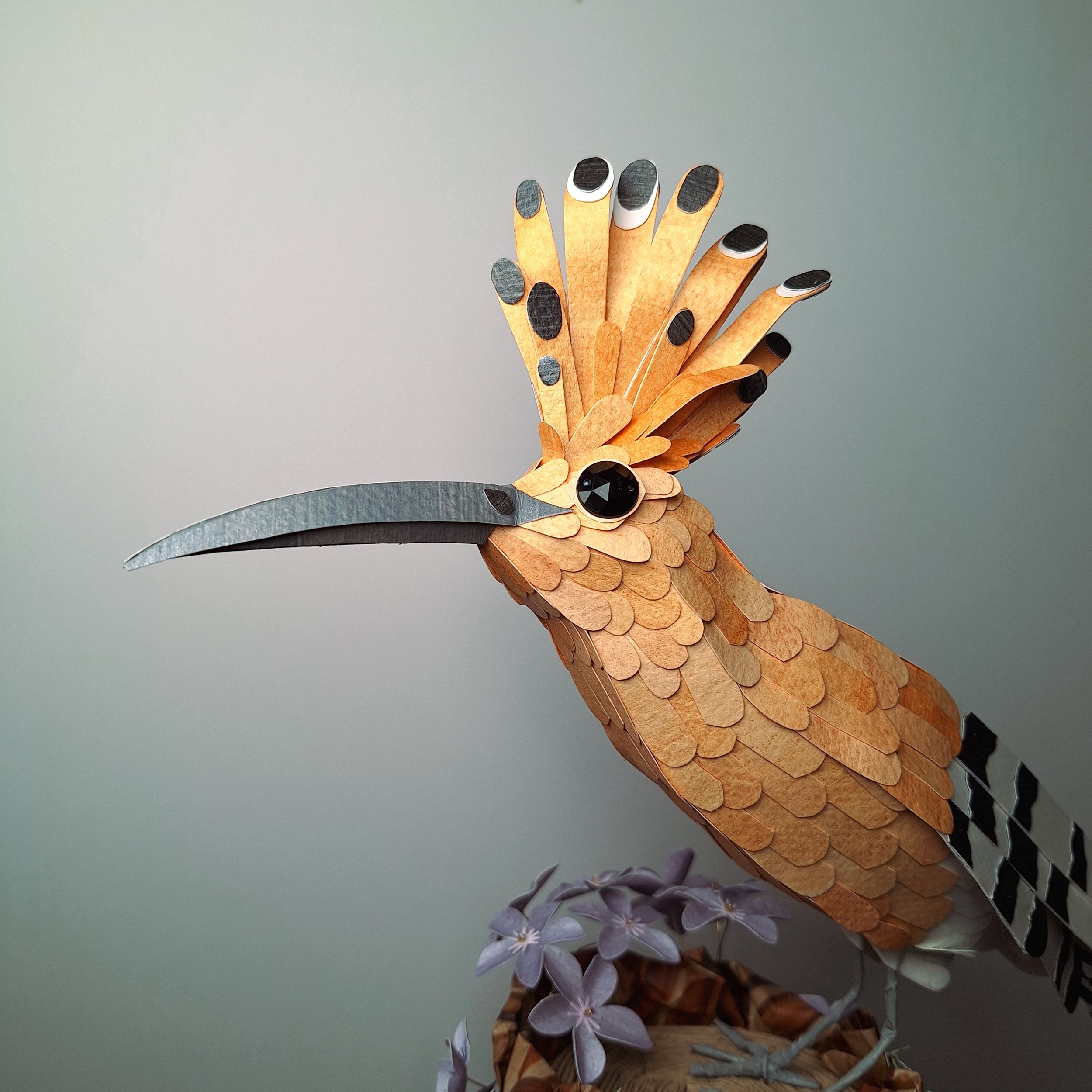 hoopoe 5.jpg