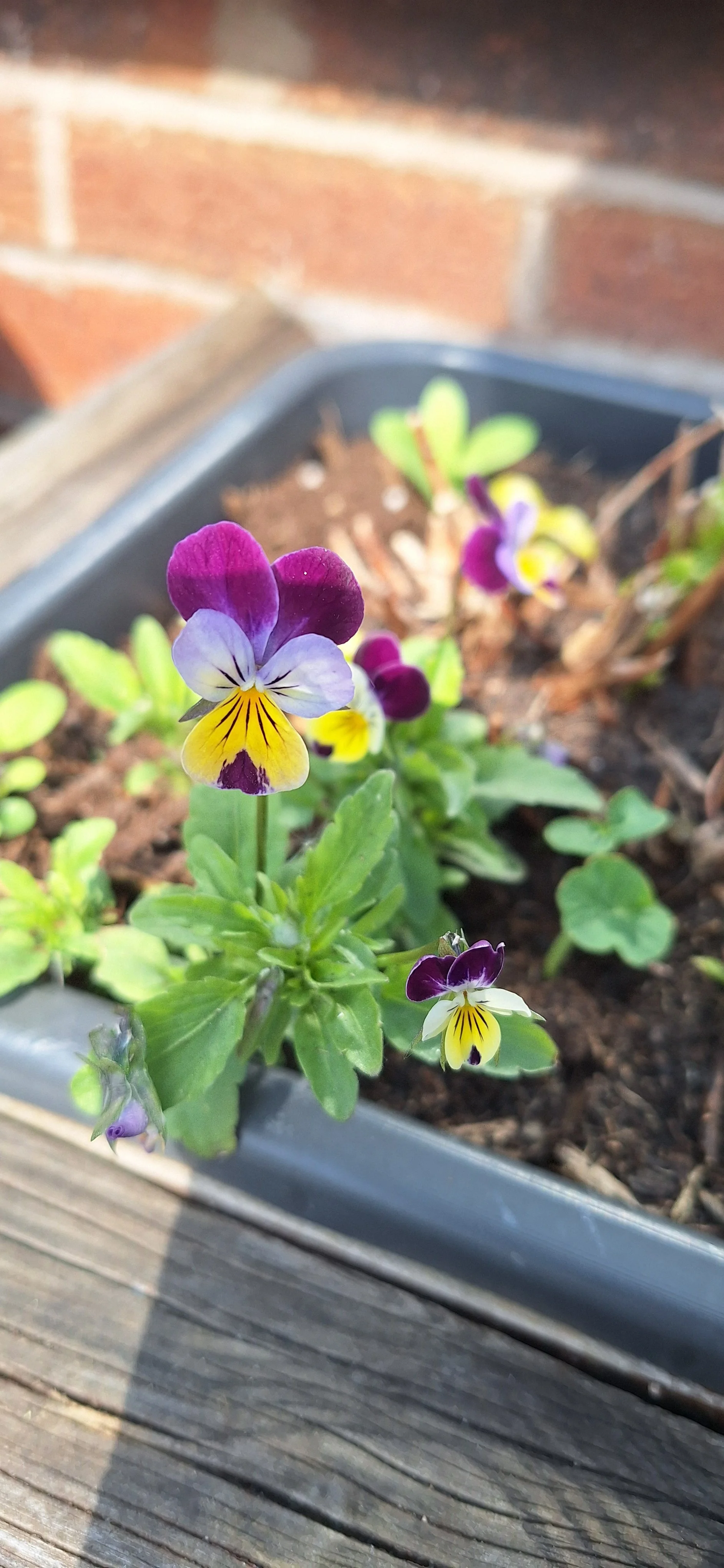 Viola