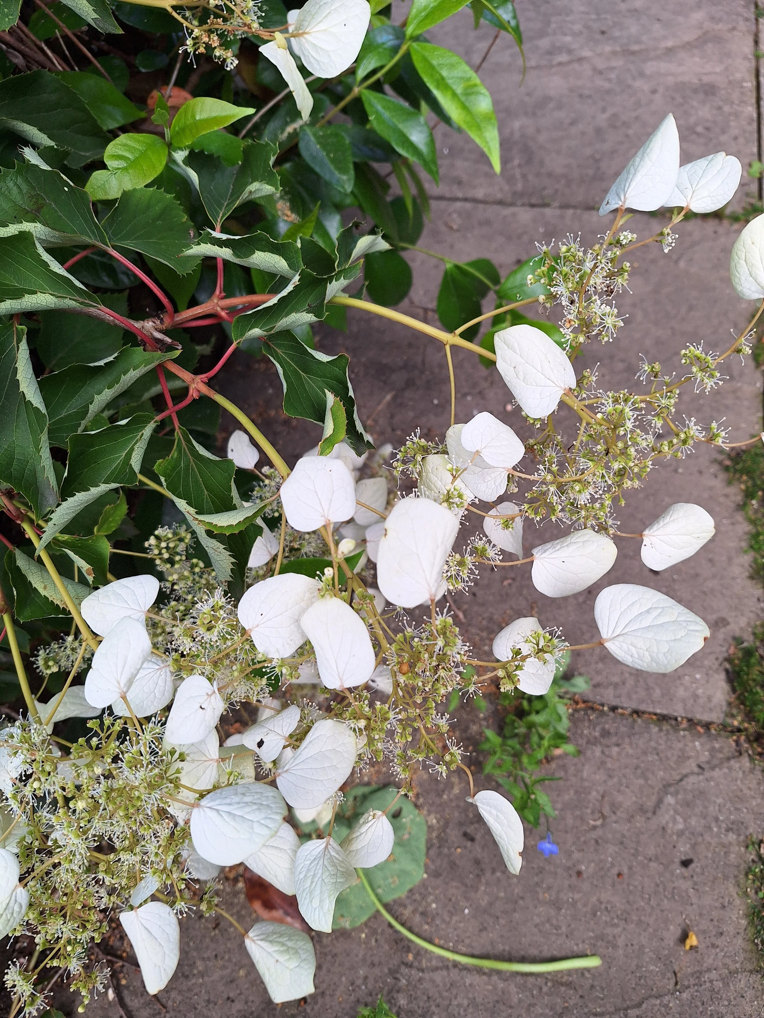Climbing hydrangea