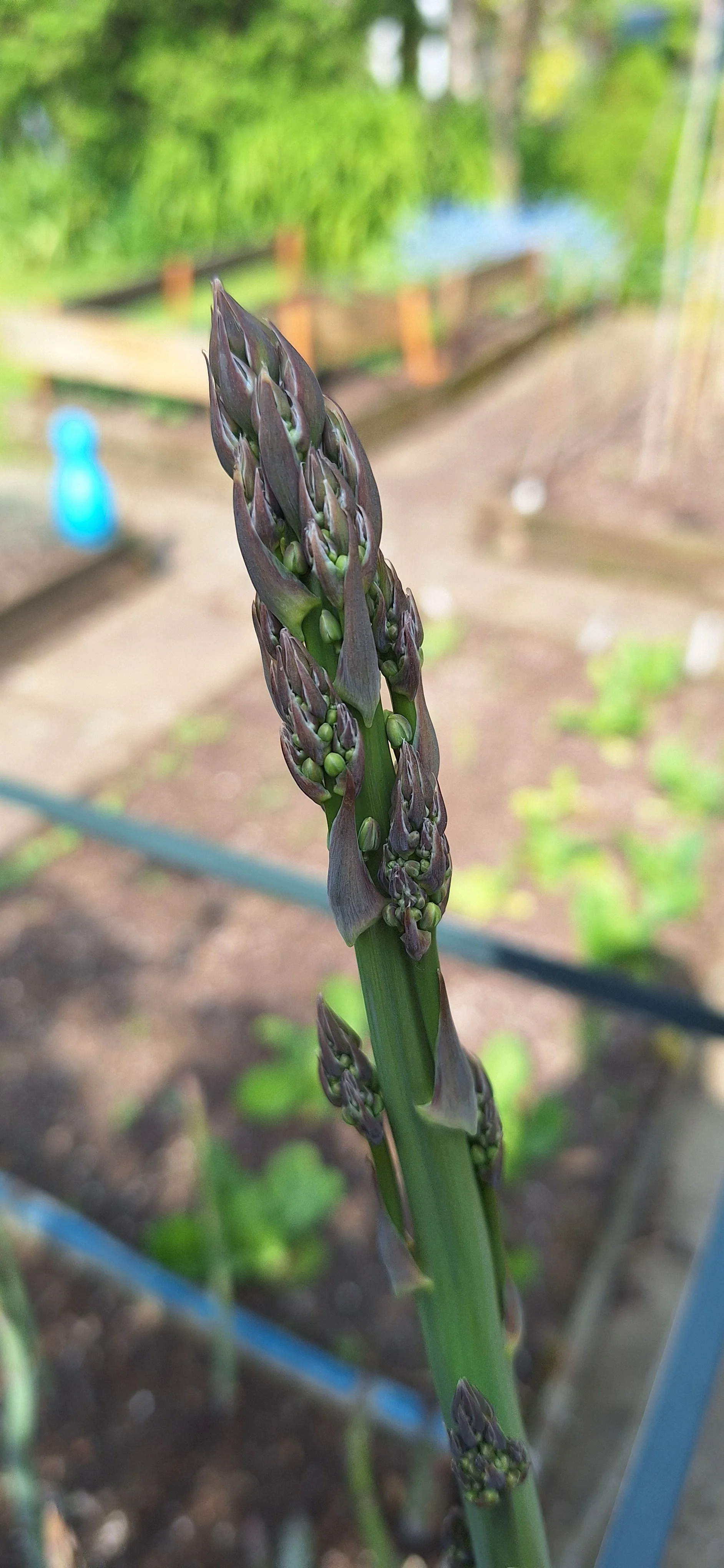 Asparagus