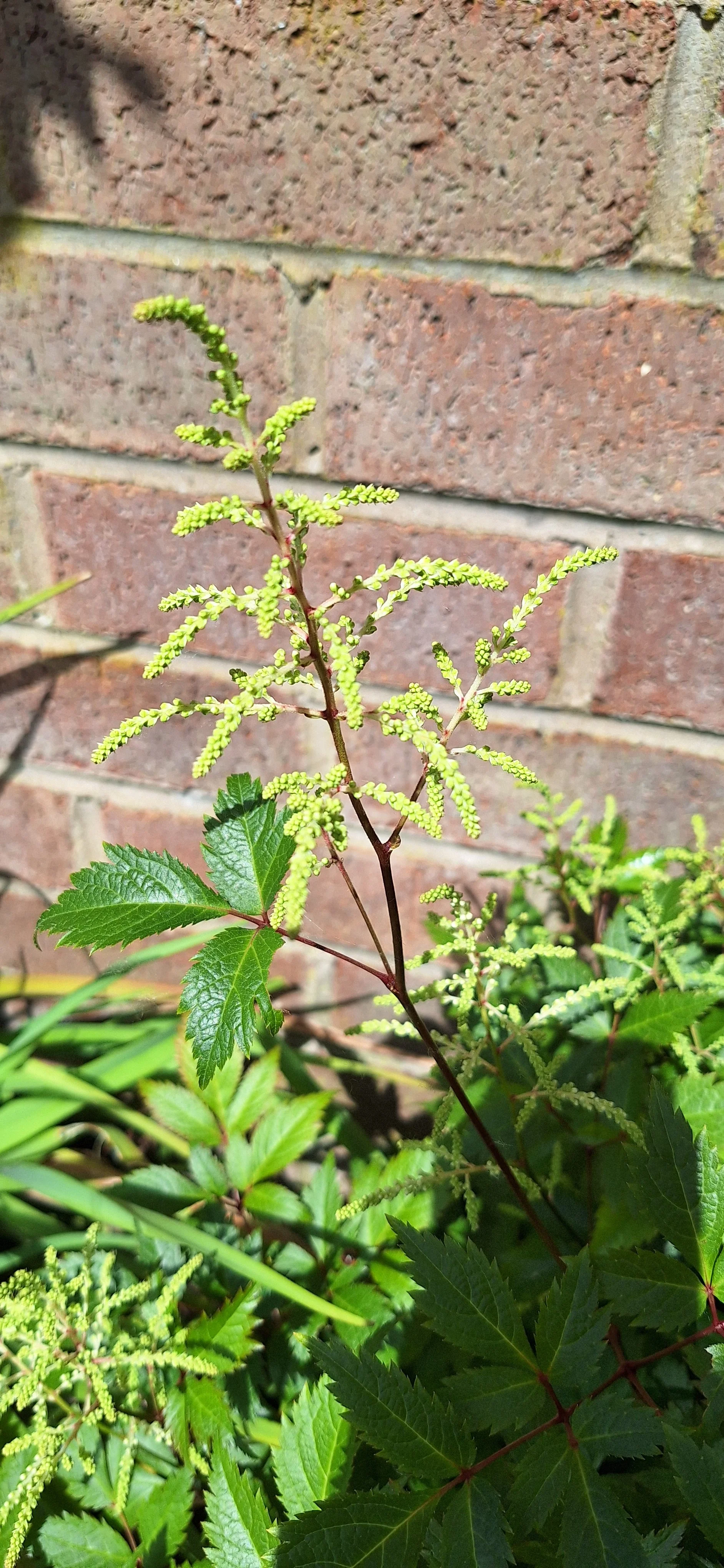 Astilbe