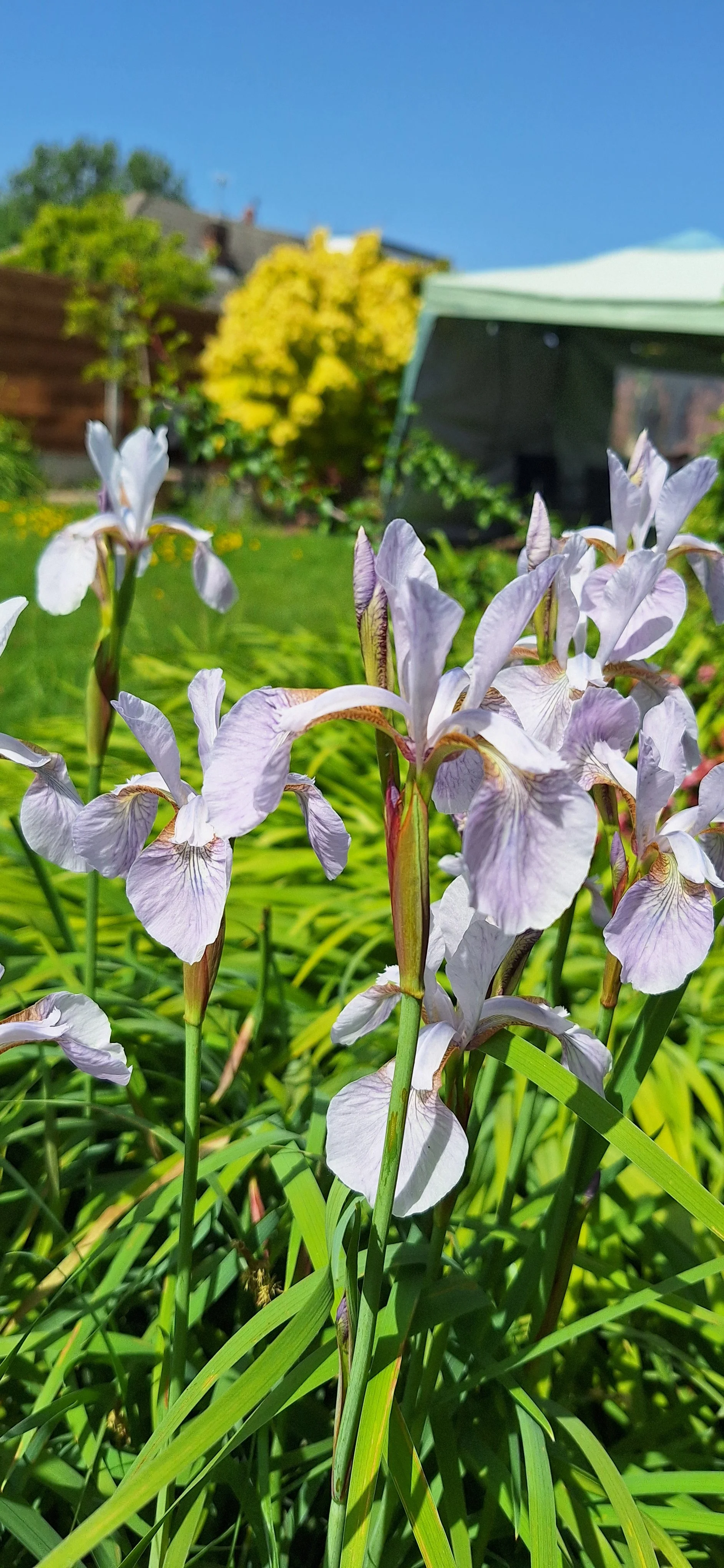 Iris