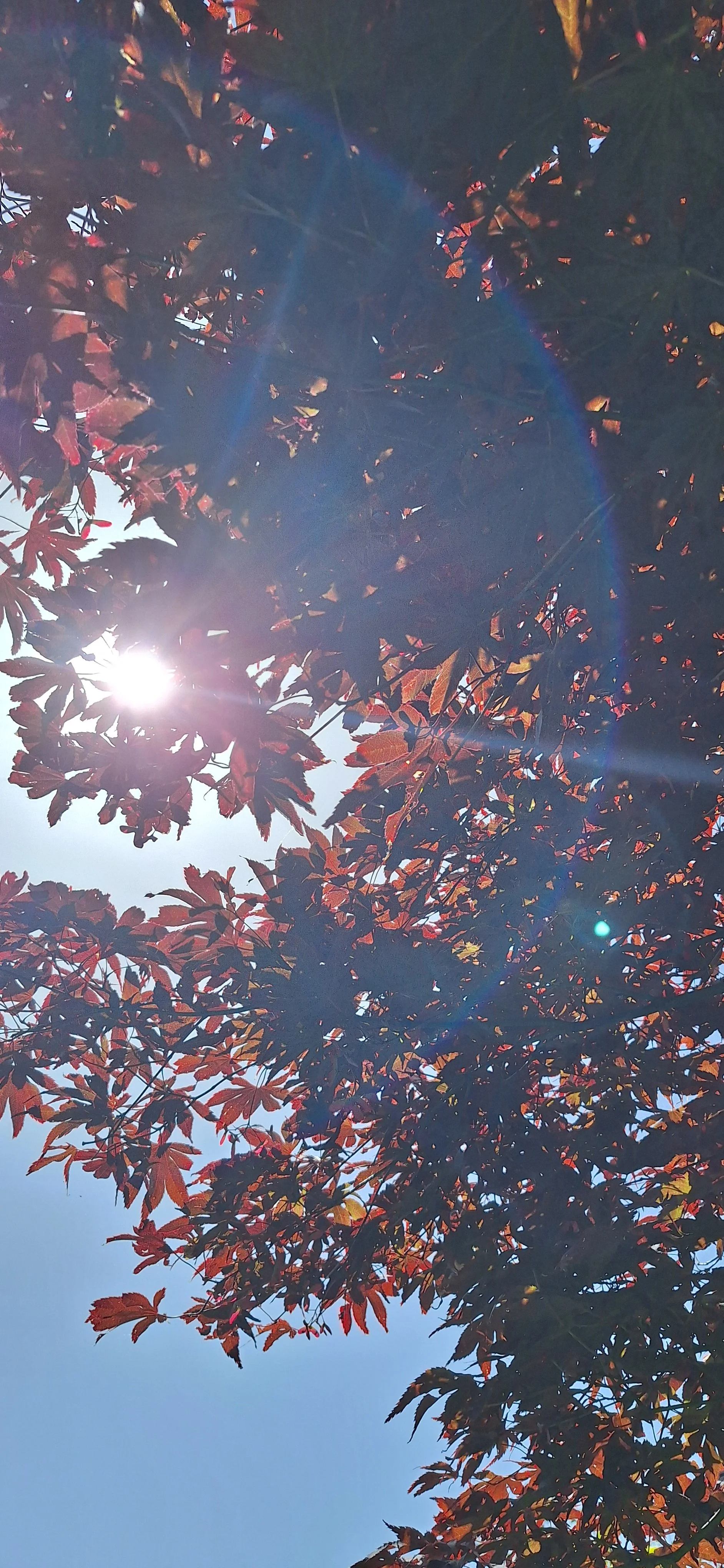 Acer