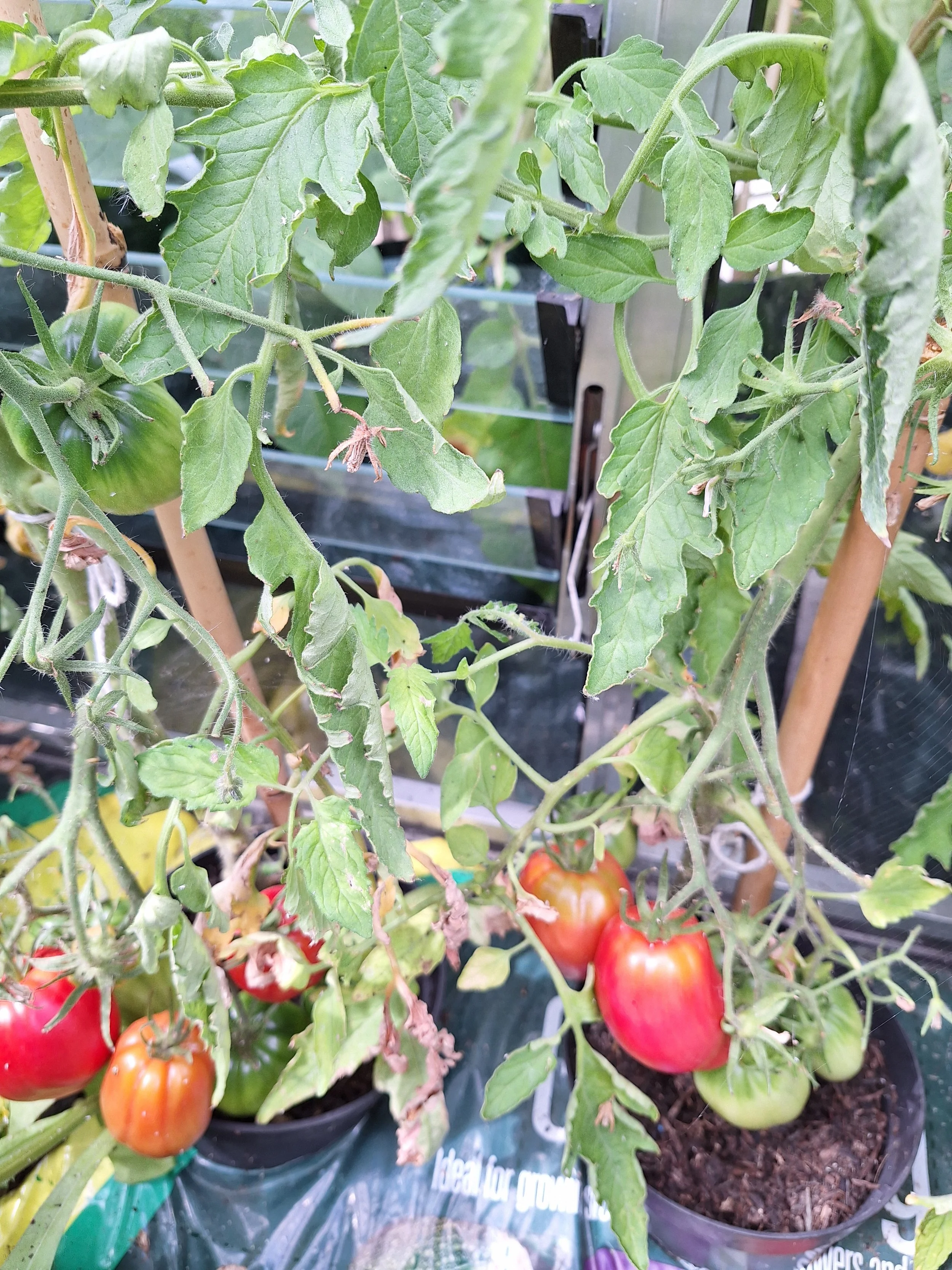 Tomato