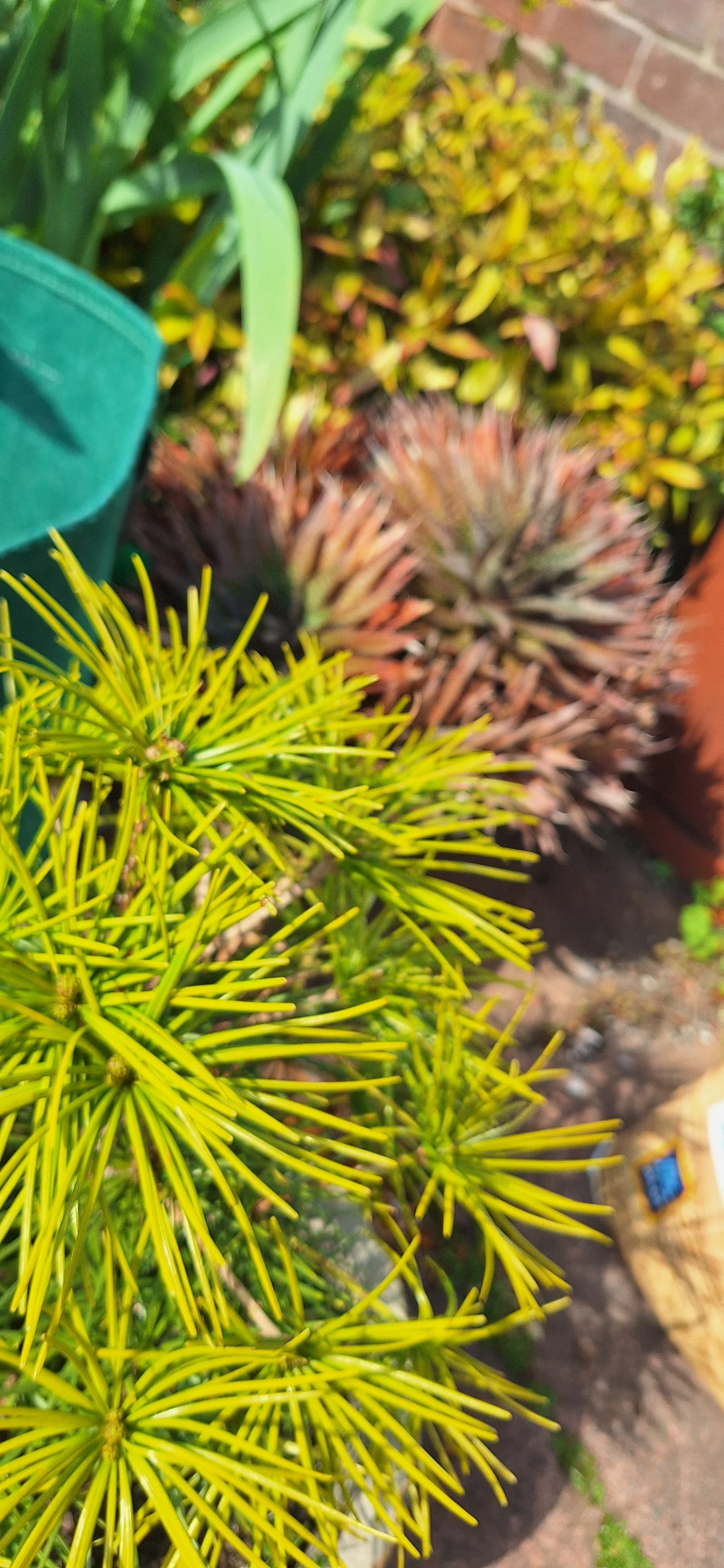 Parasol fir