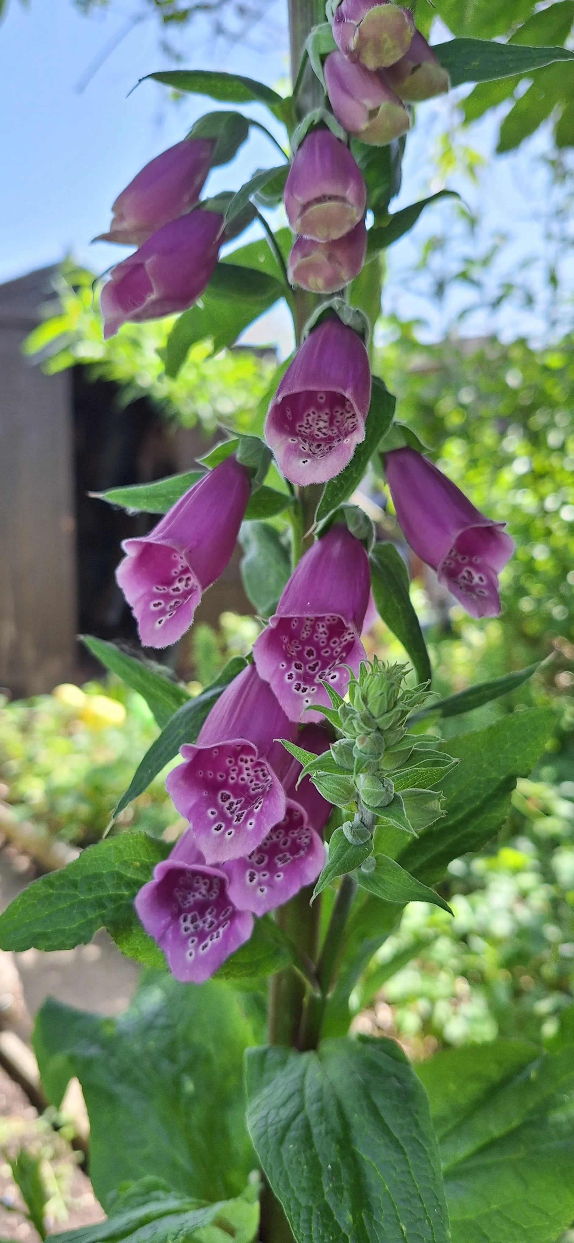Foxglove