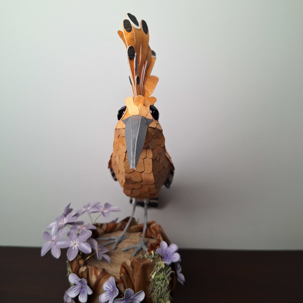 hoopoe 3.jpg