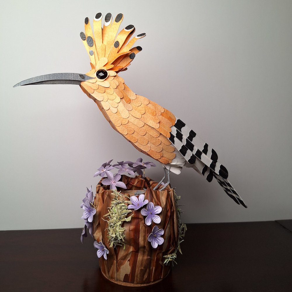 hoopoe 4.jpg