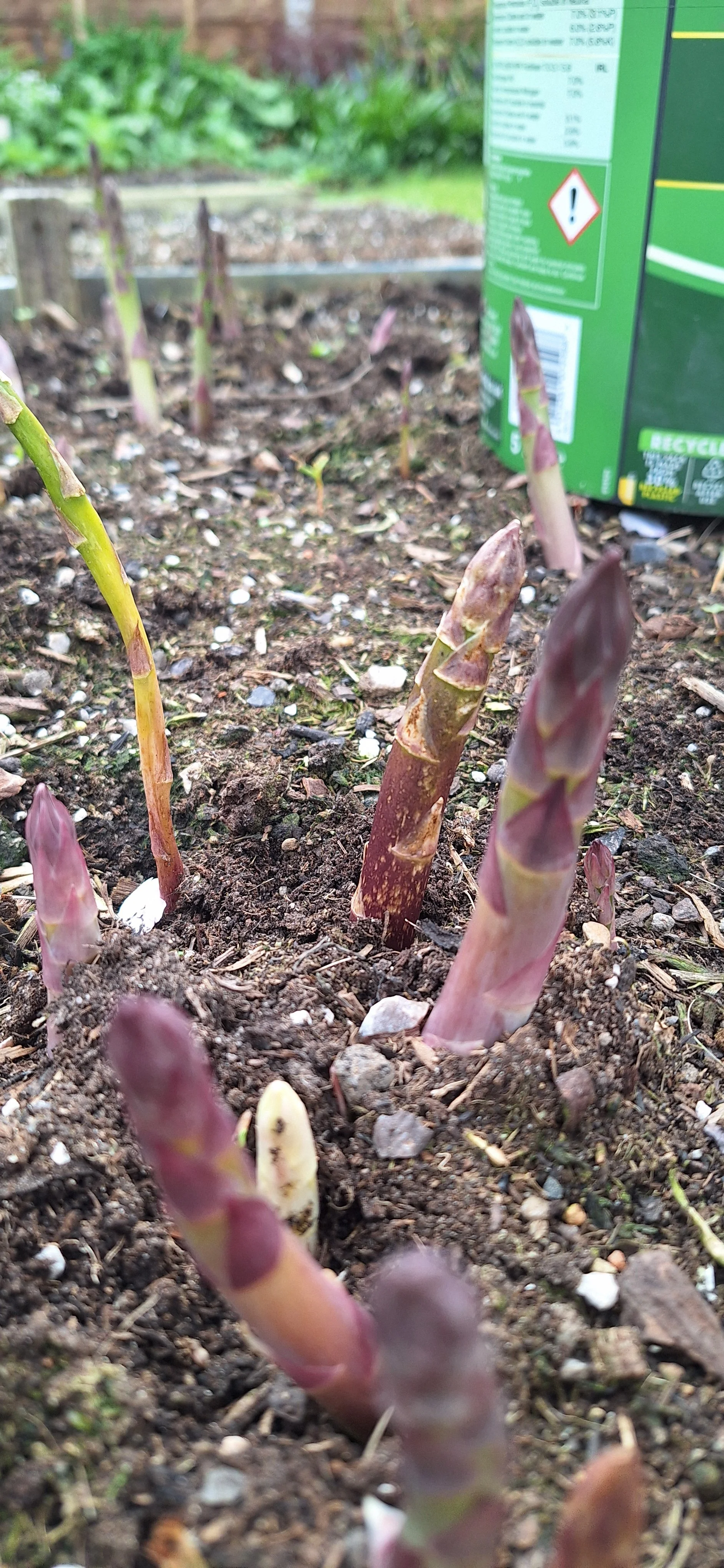 Asparagus
