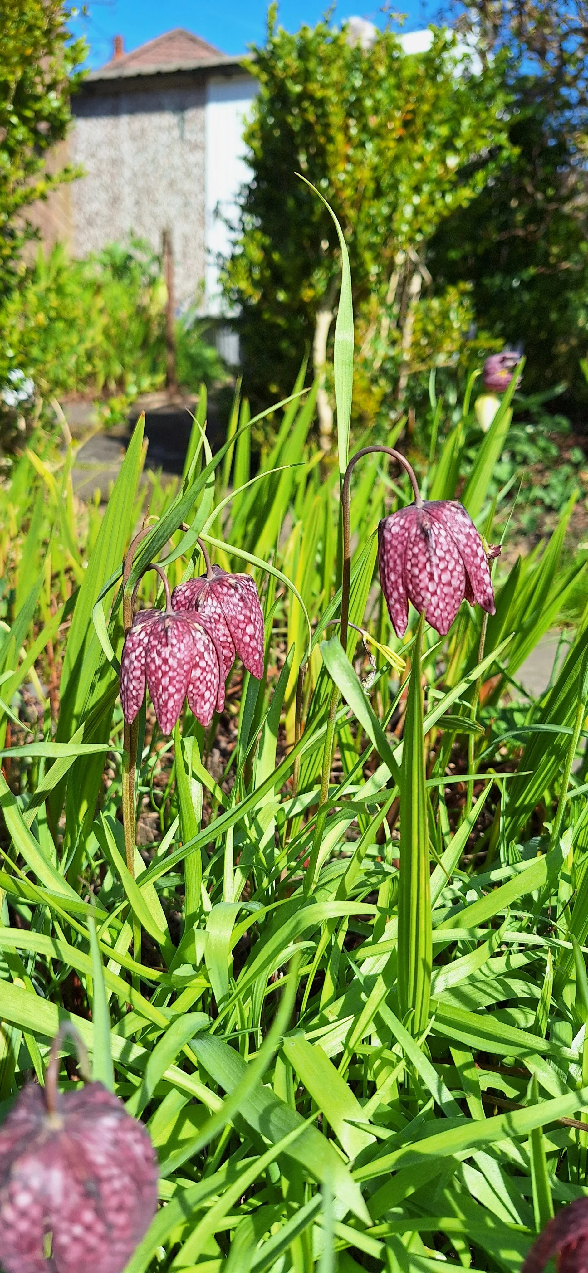 Snake's head fritillary
