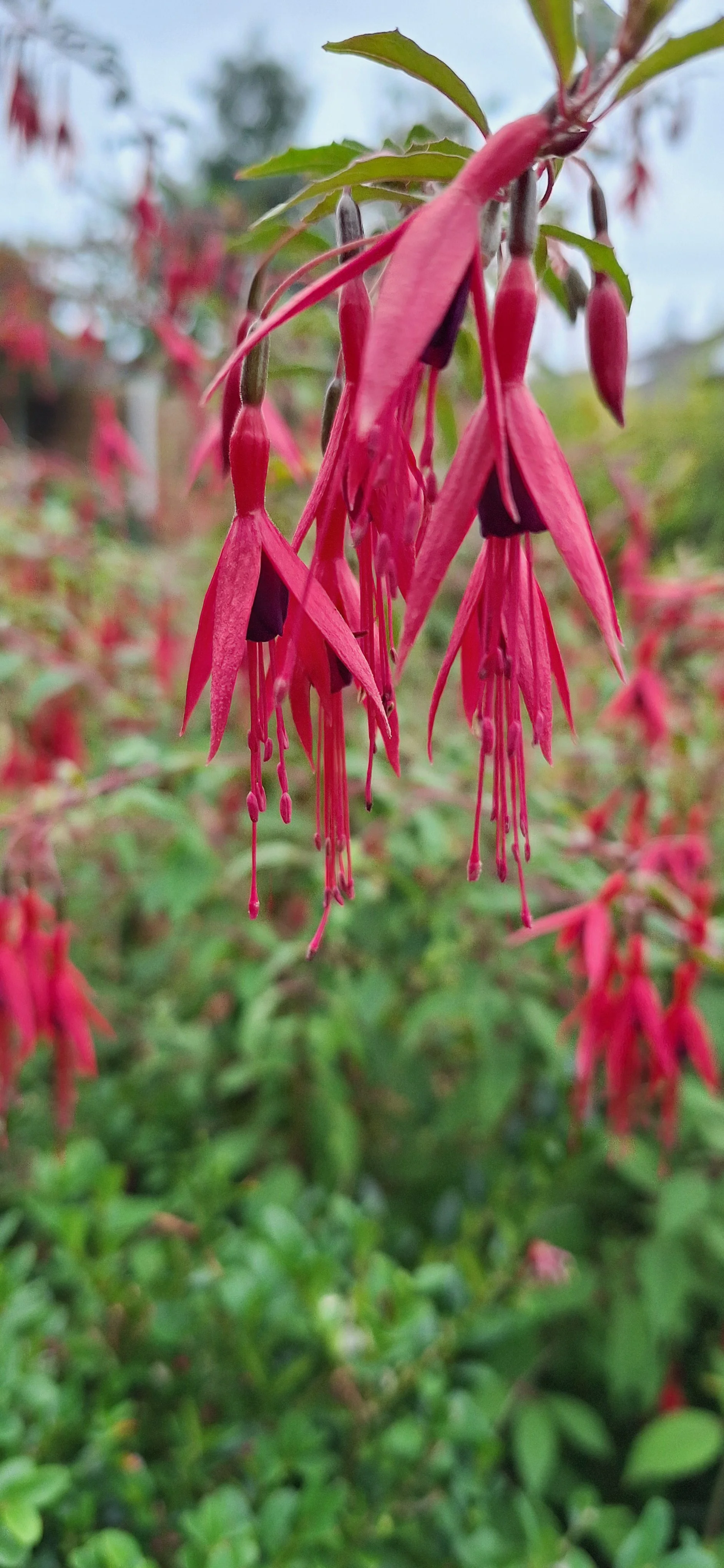 Fuchsia