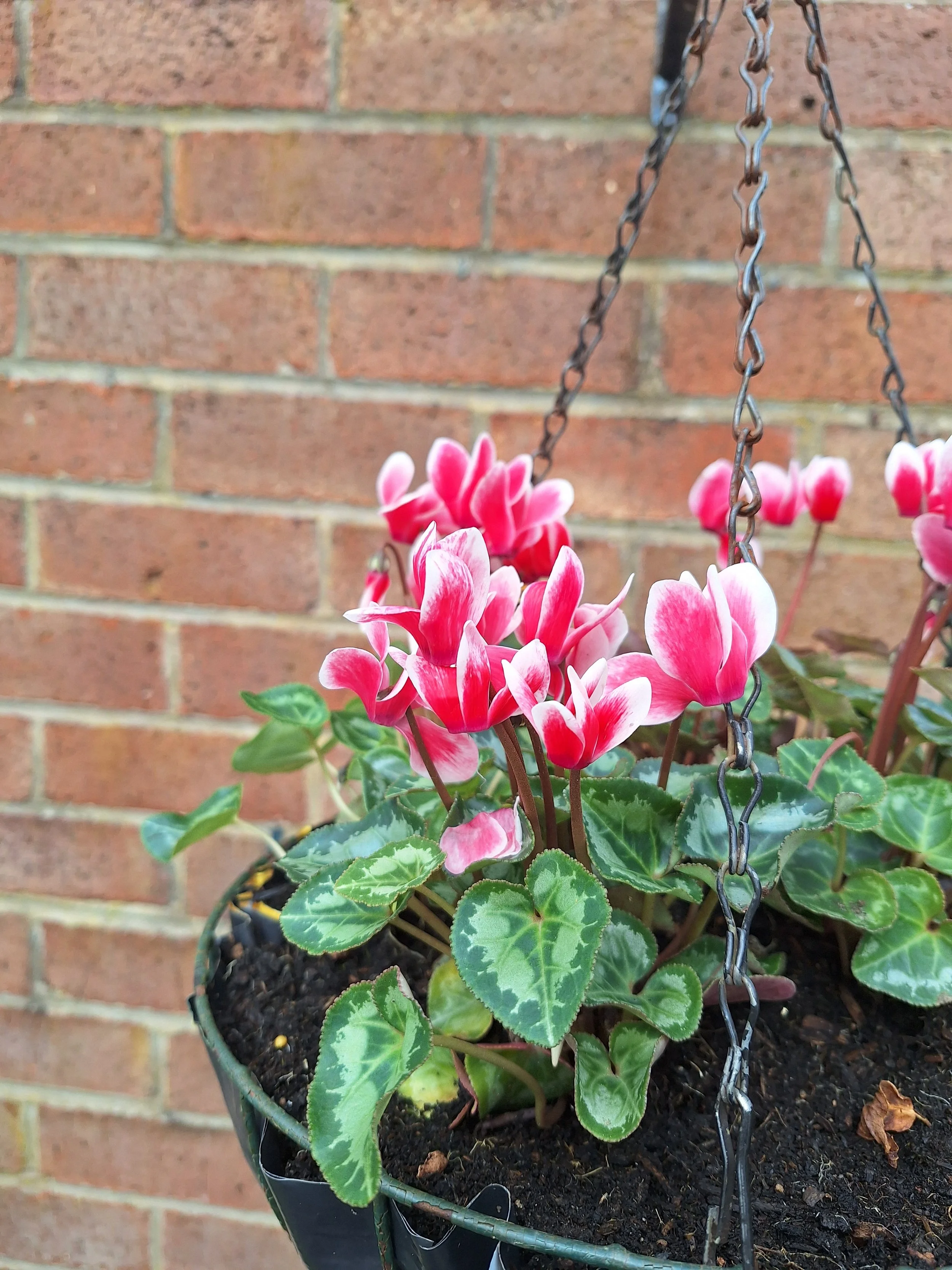 Cyclomen