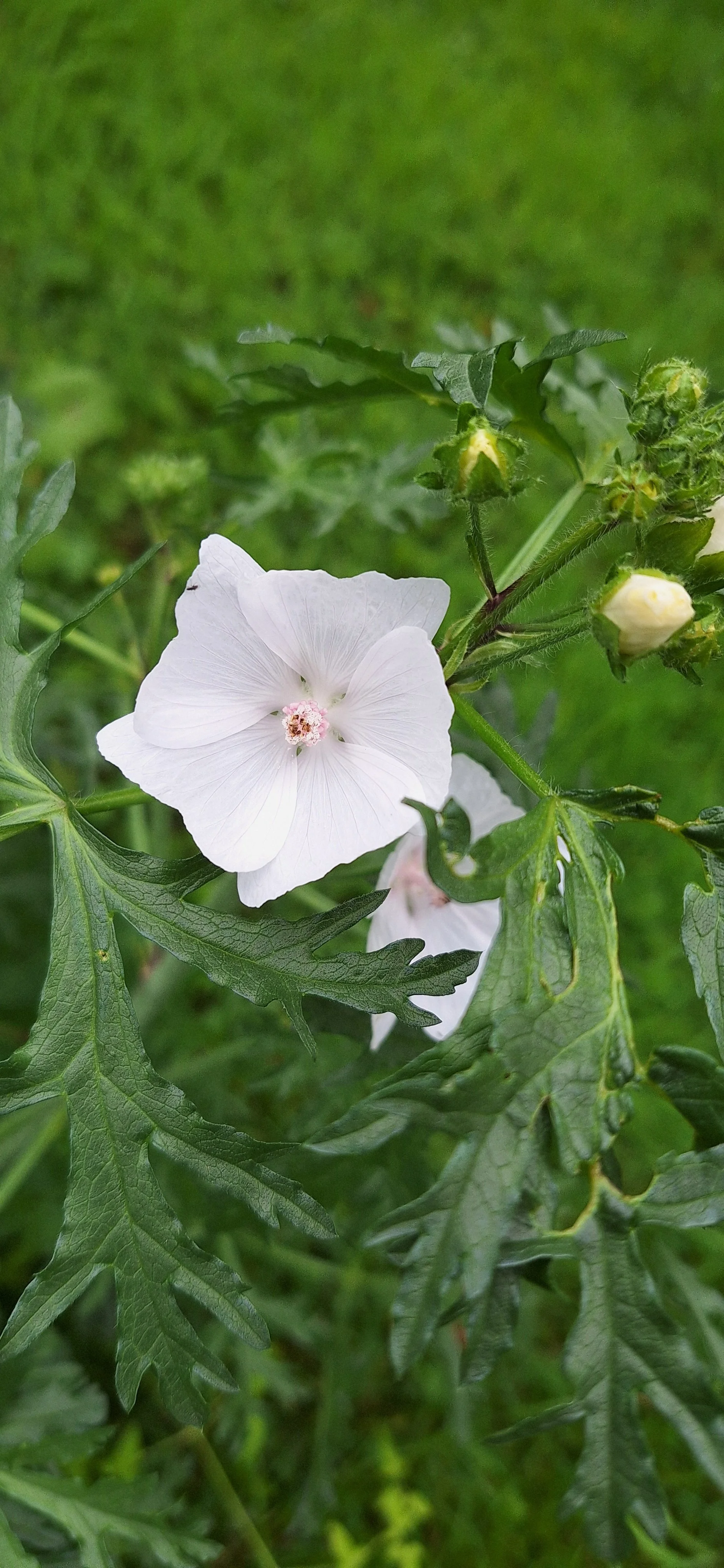 Musk mallow