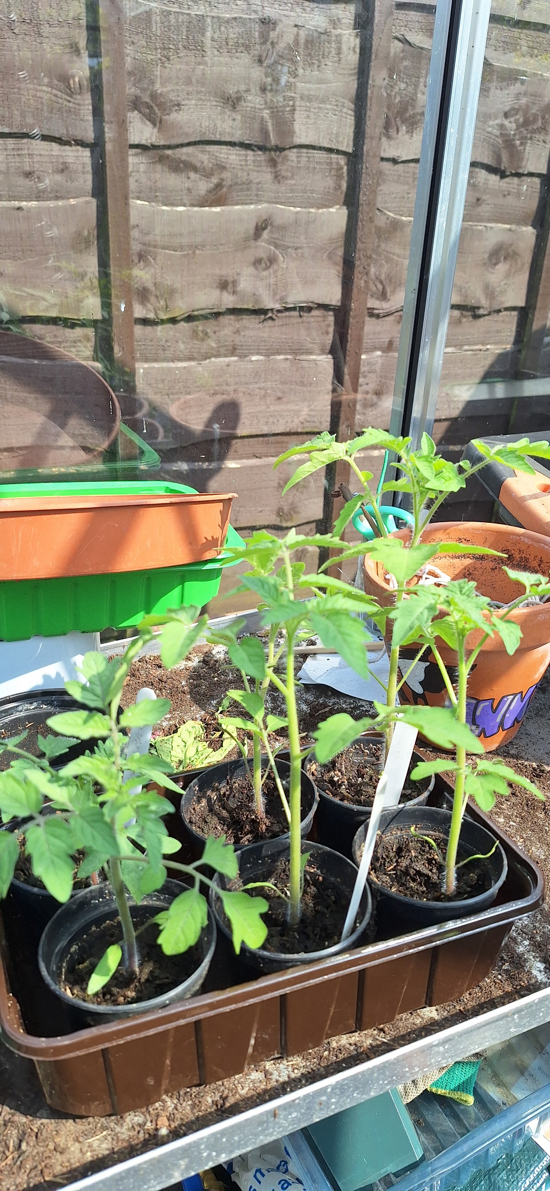 Tomatoes