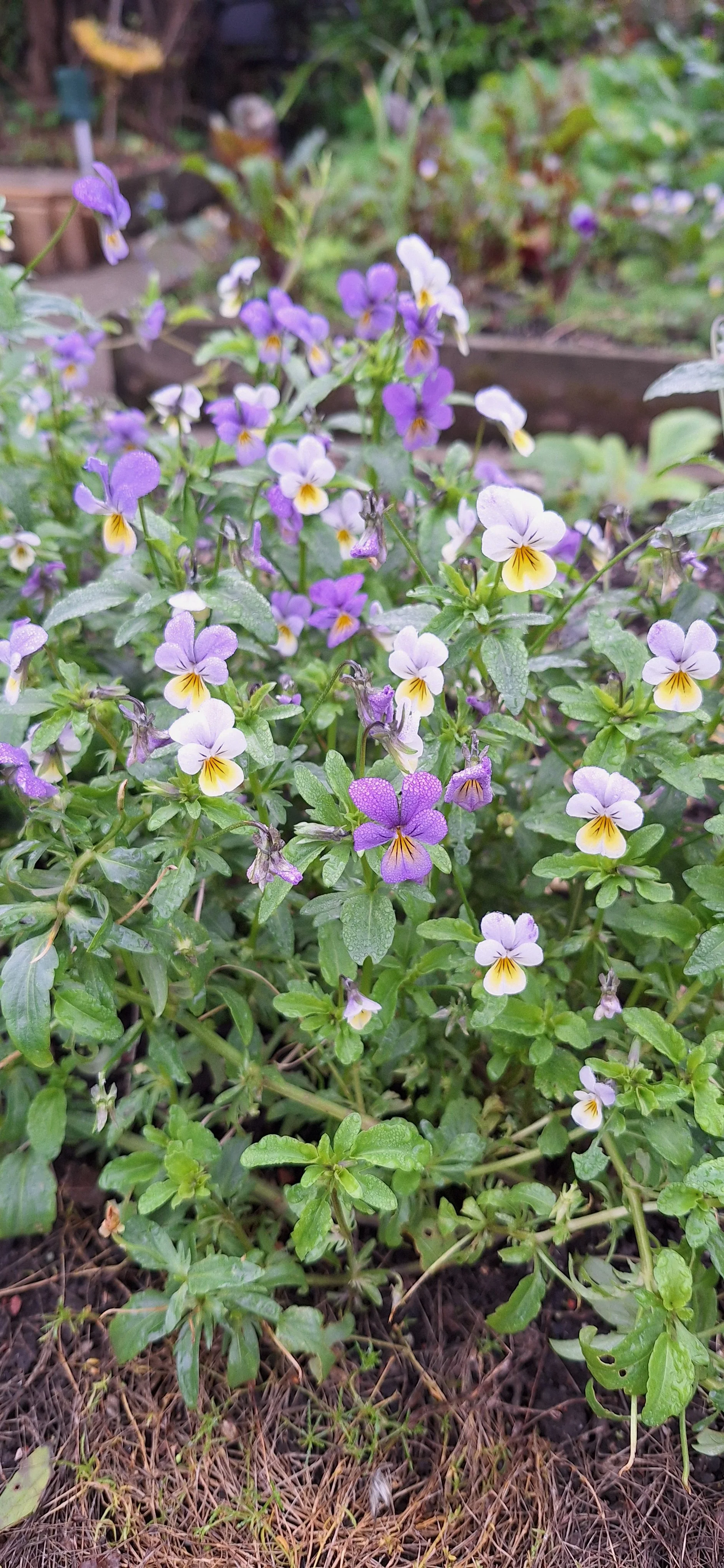 Viola