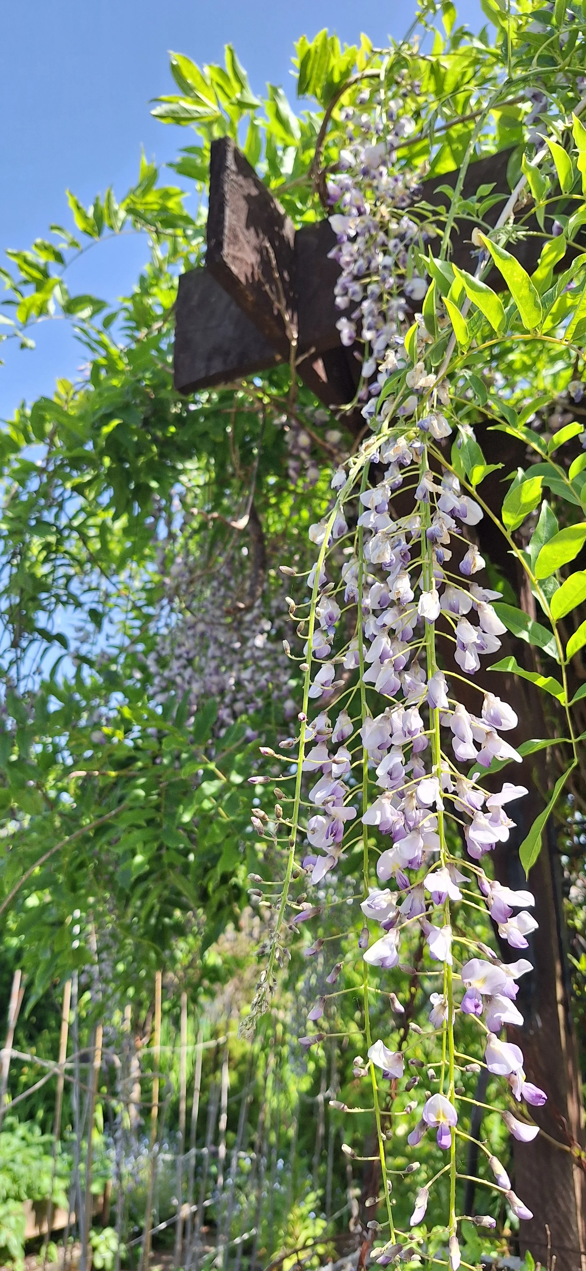 Wisteria
