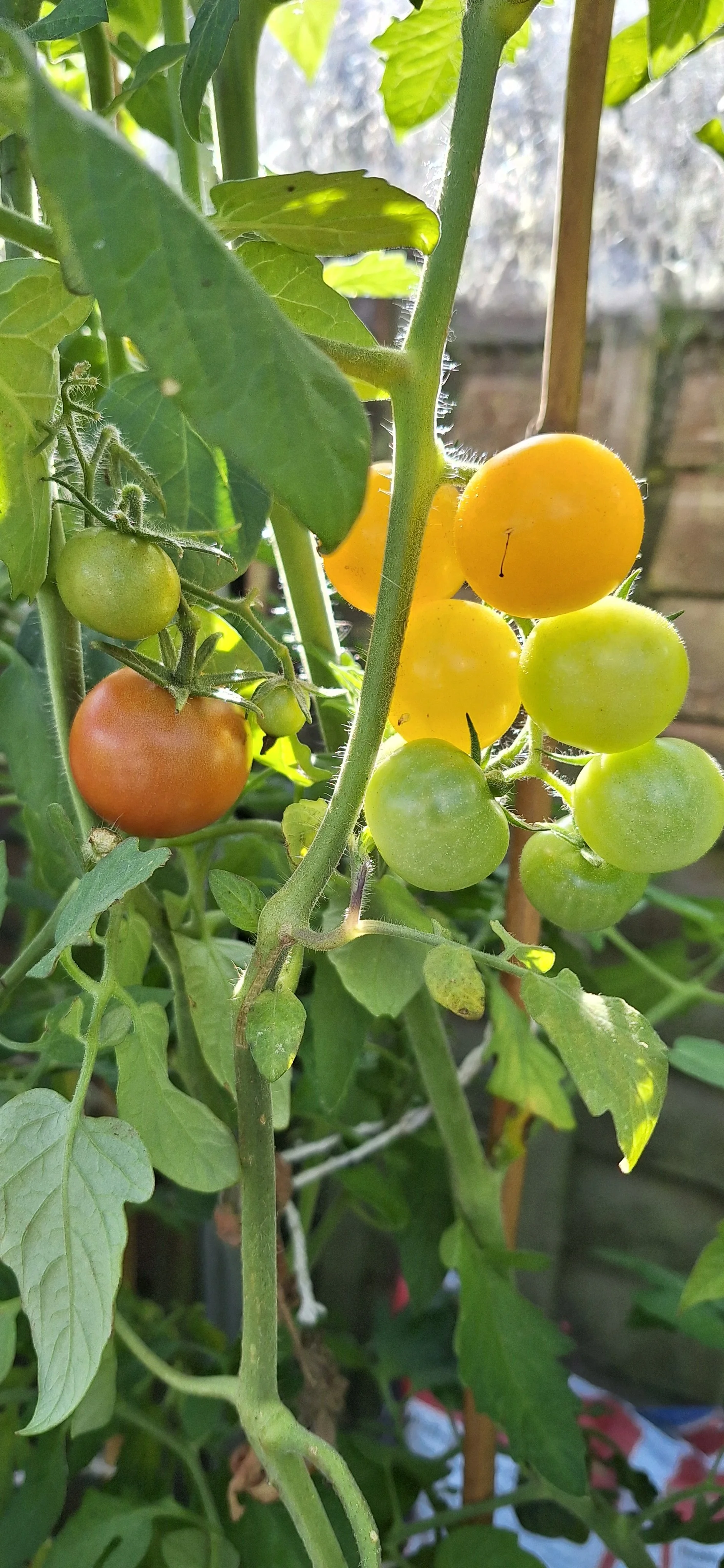 Sunshine yellow toms