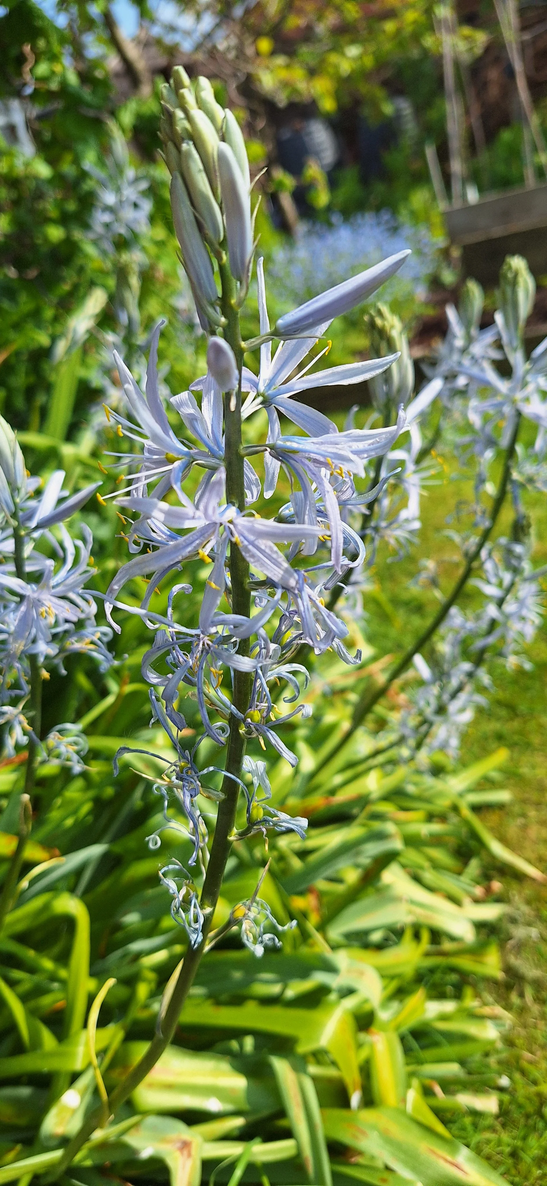 Camas