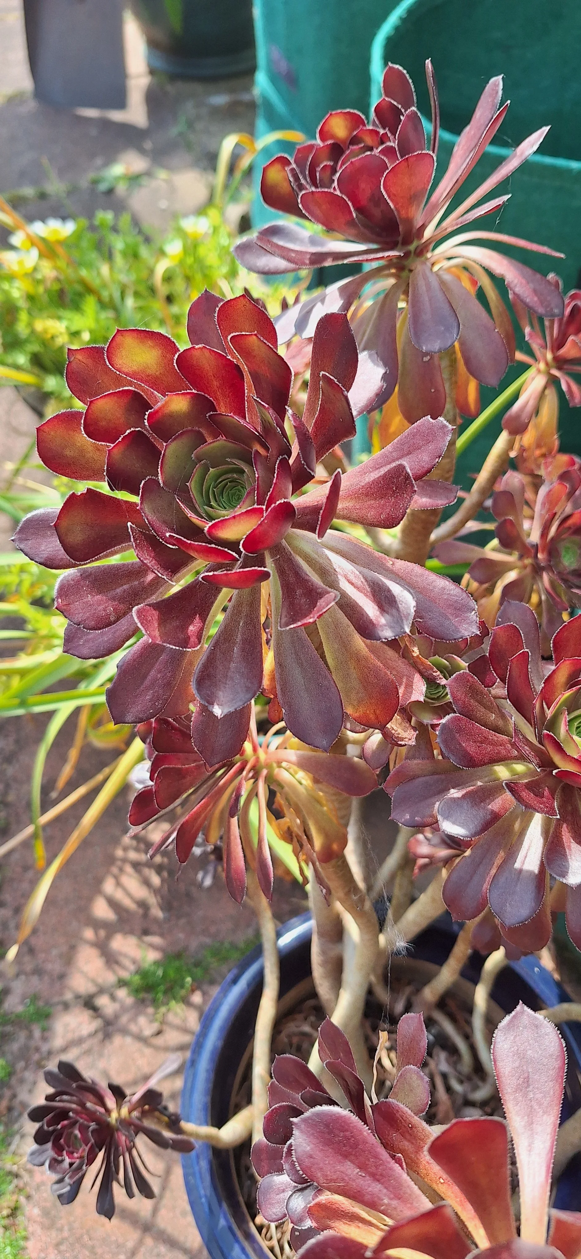 Houseleek tree