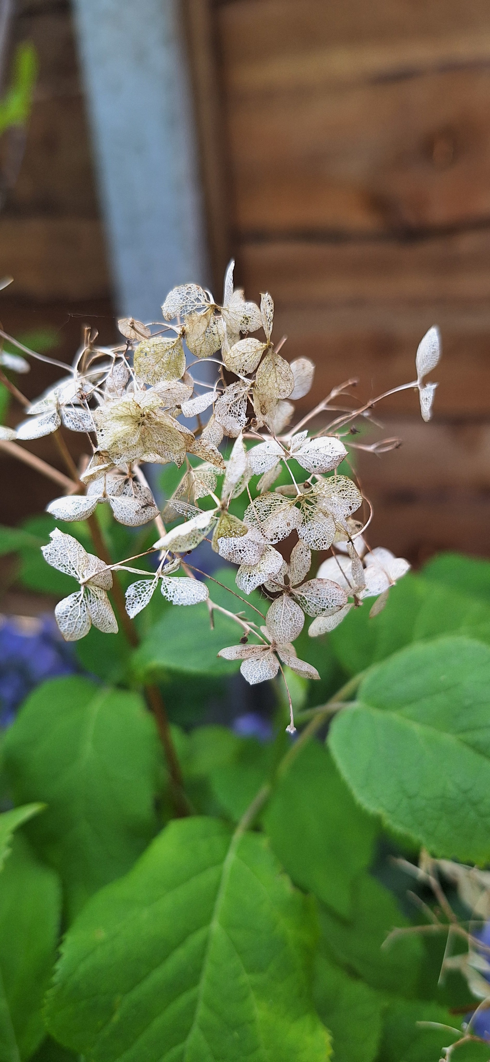 Hydrangea