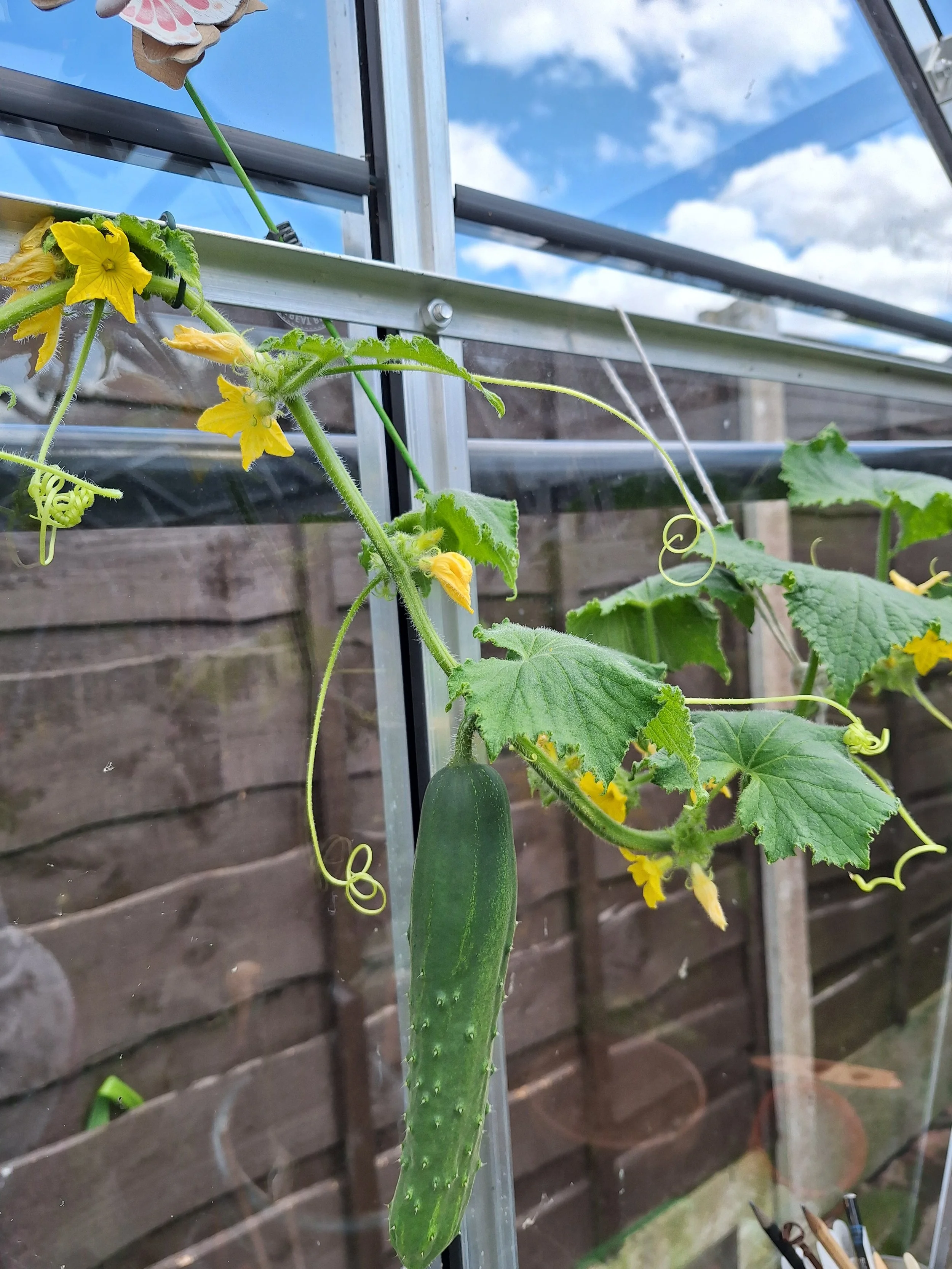 Cucumber / Snozcumber