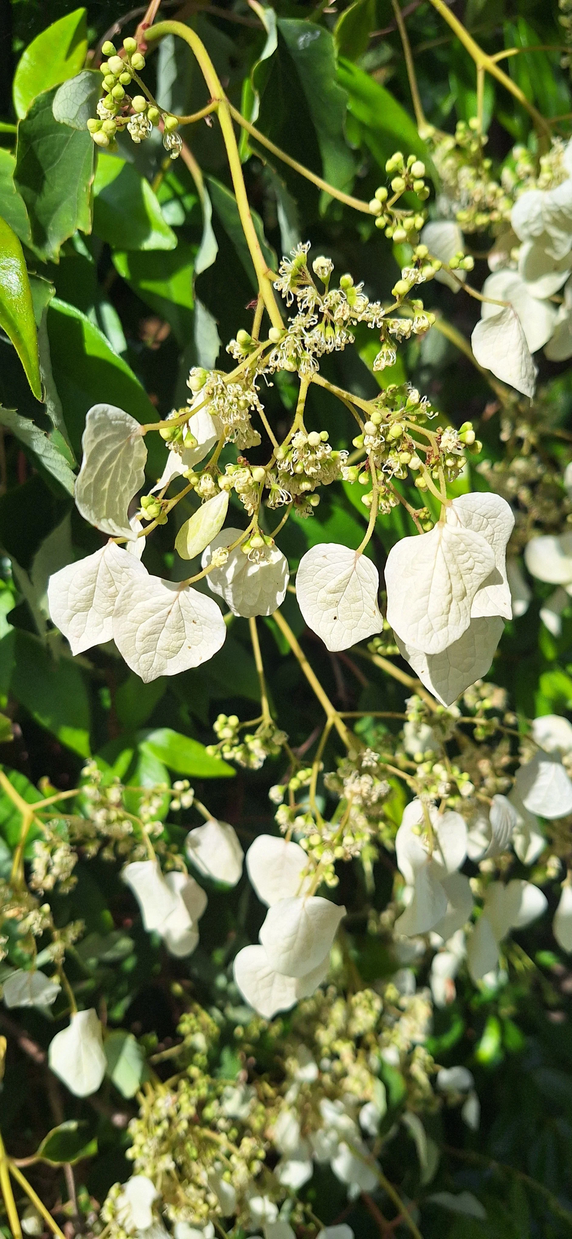 Climbing hydrangea