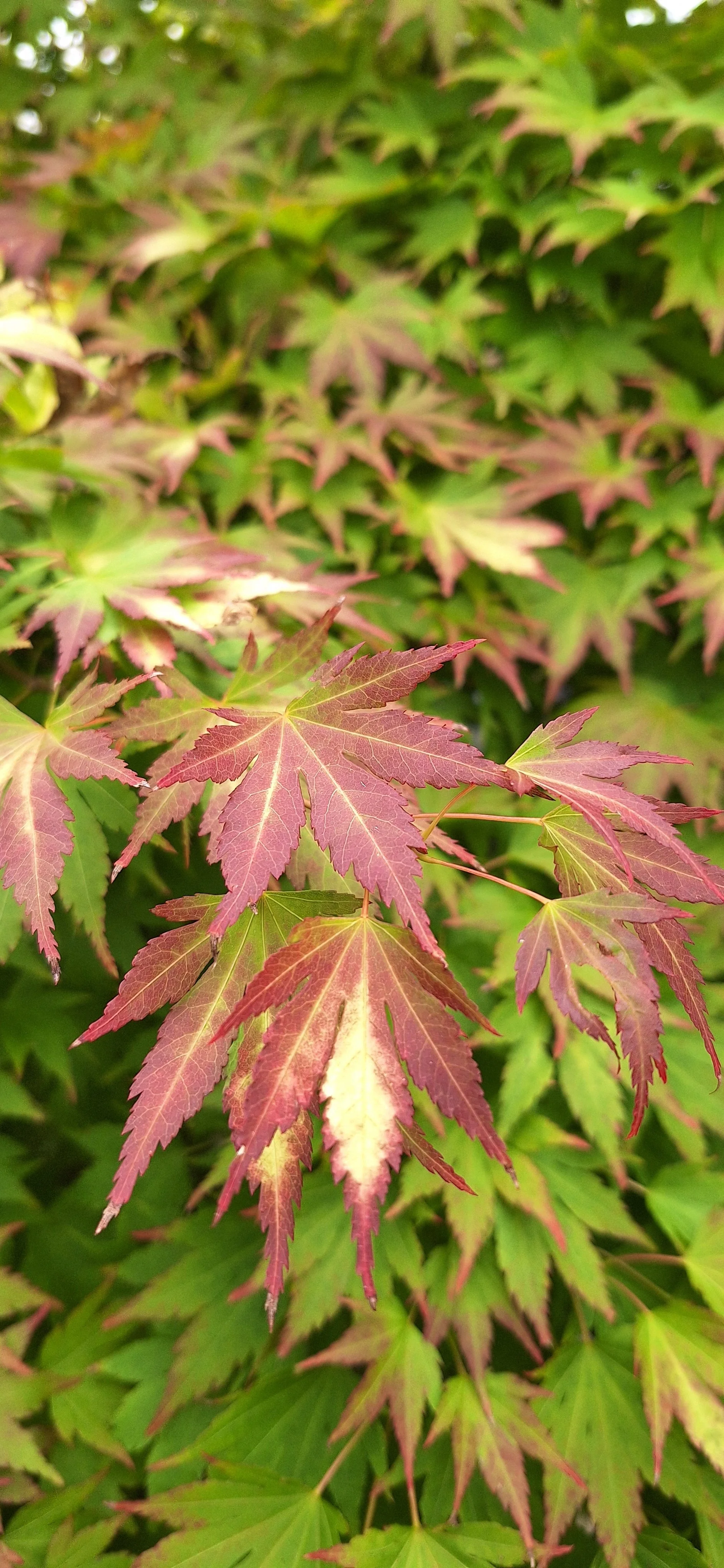 Acer