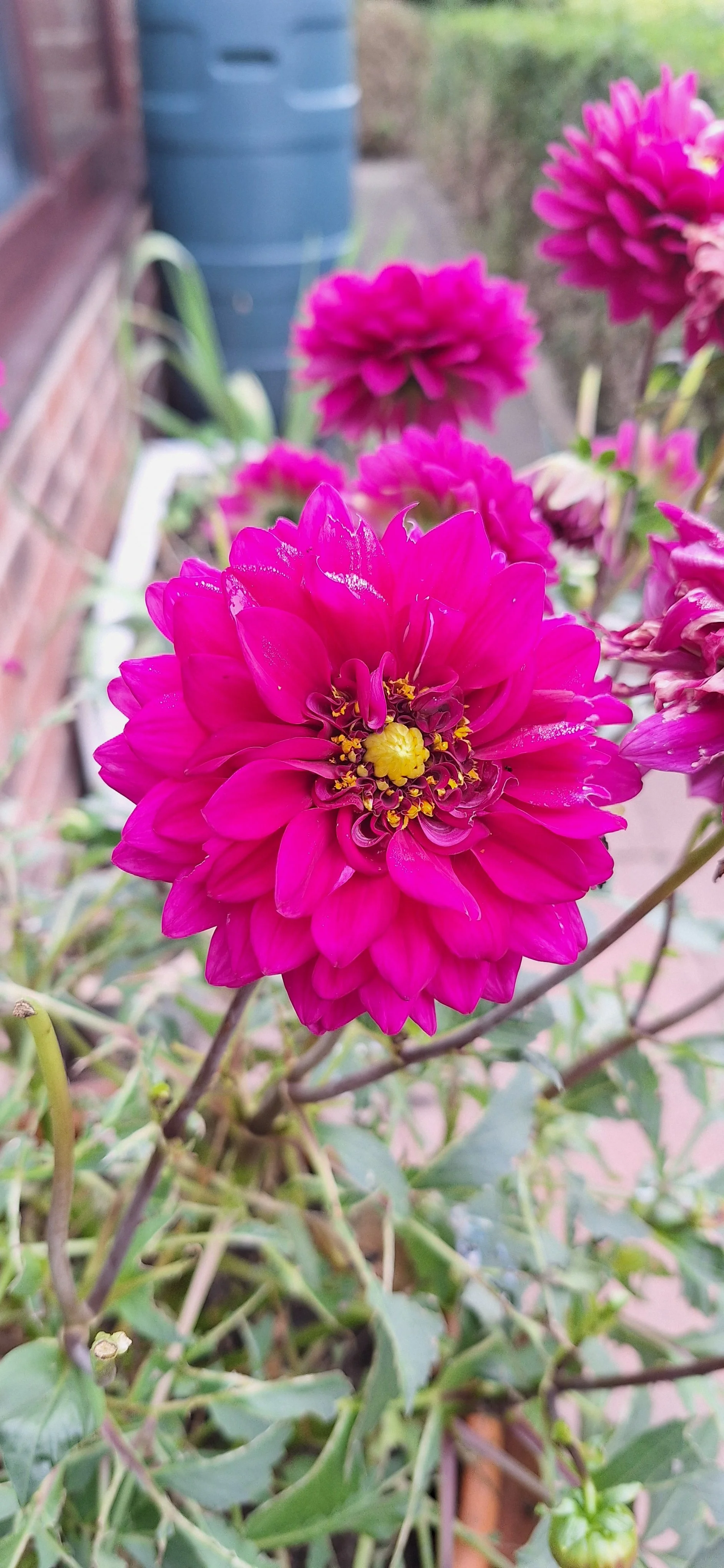 Dahlia