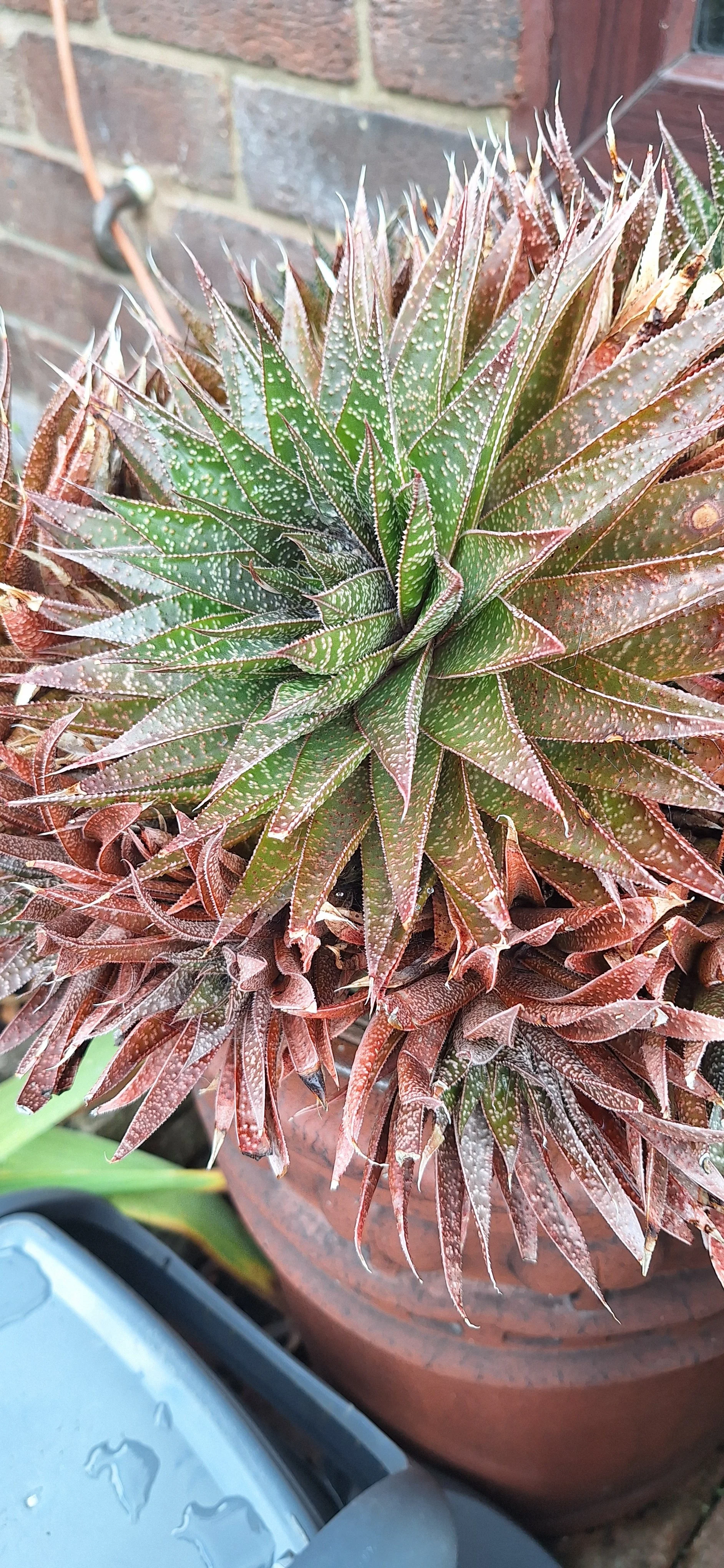 Guinea fowl Aloe