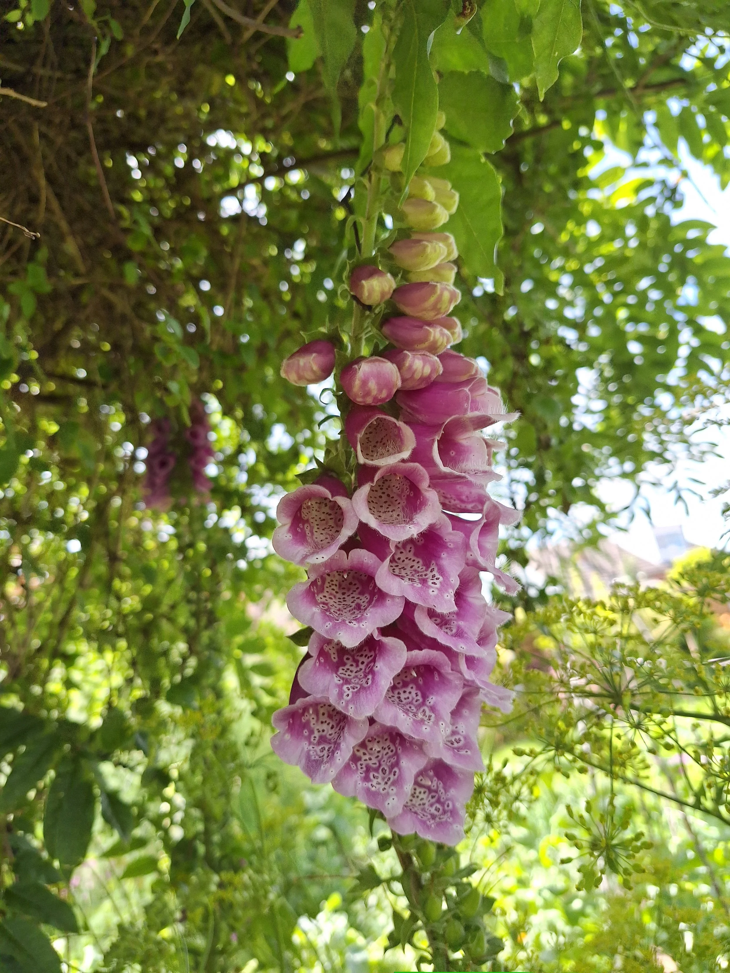 Foxglove