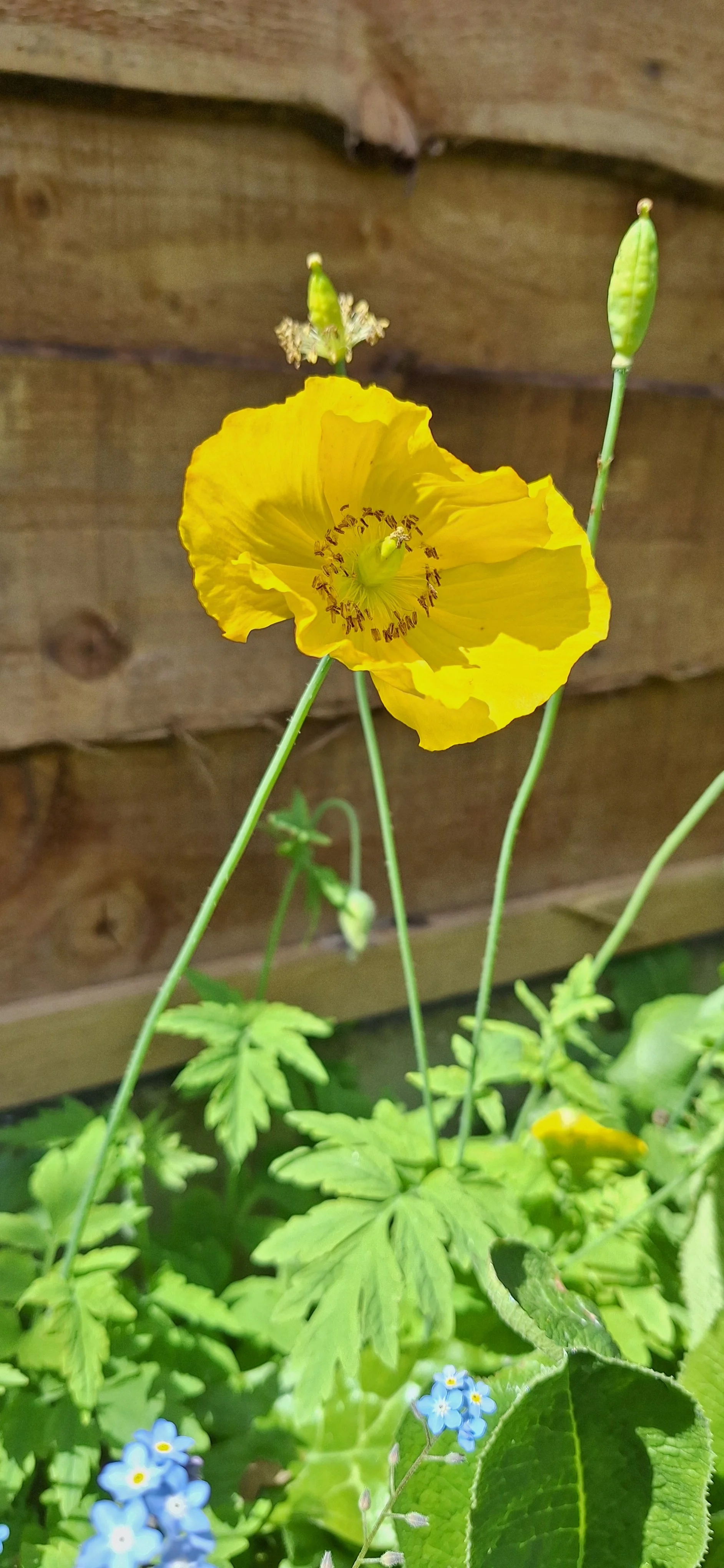 Poppy