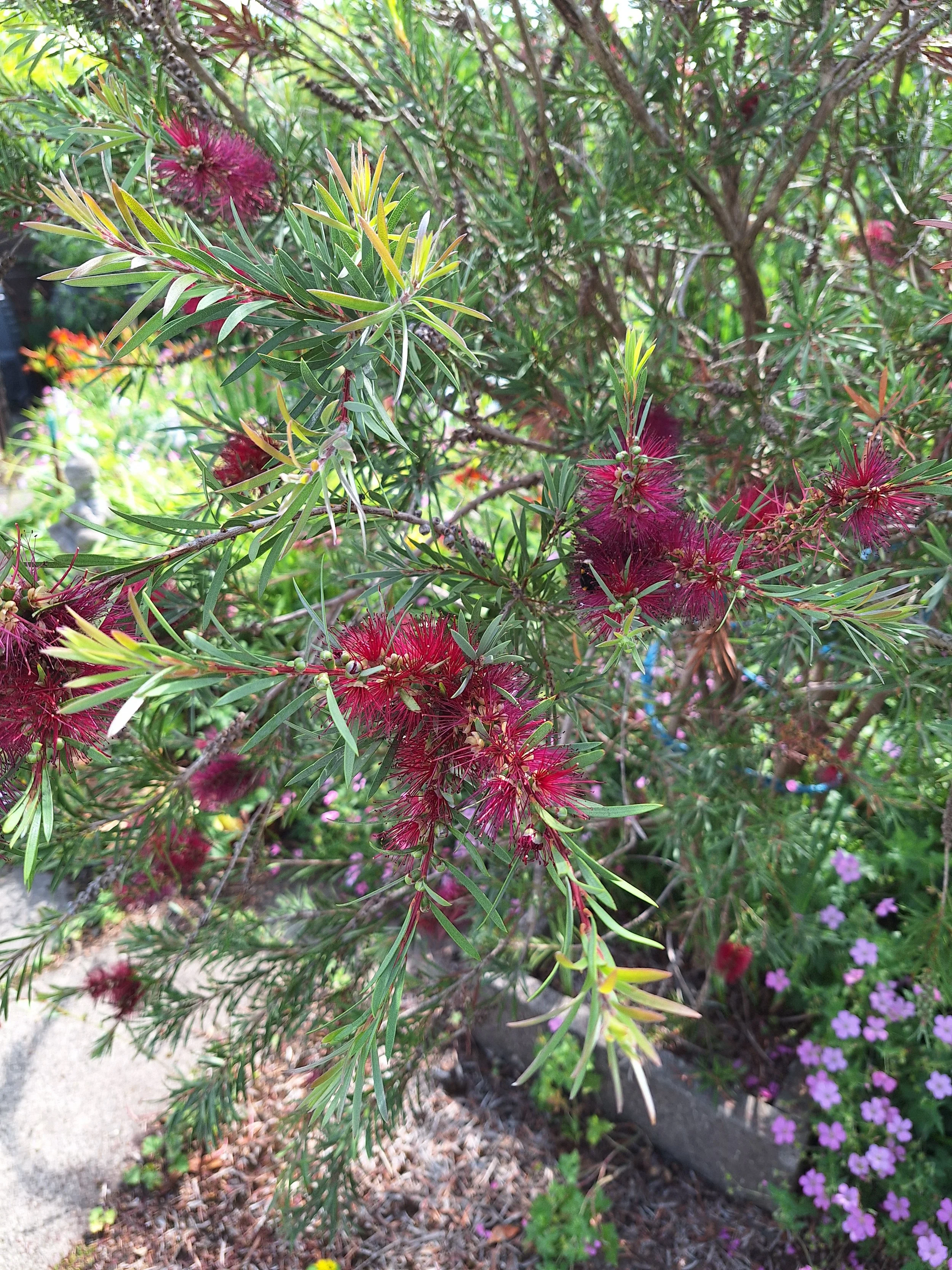 Bottlebrush
