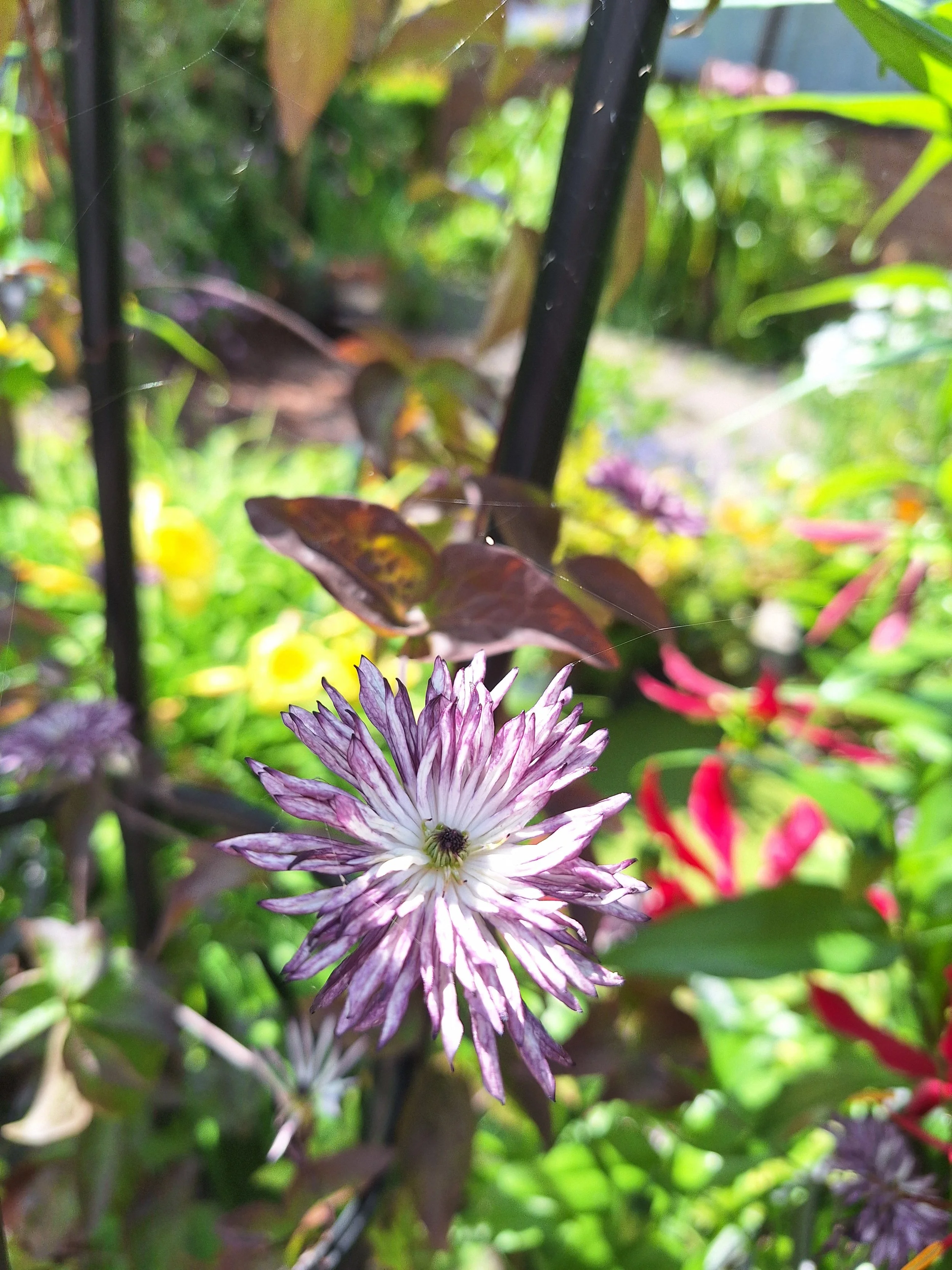 Clematis