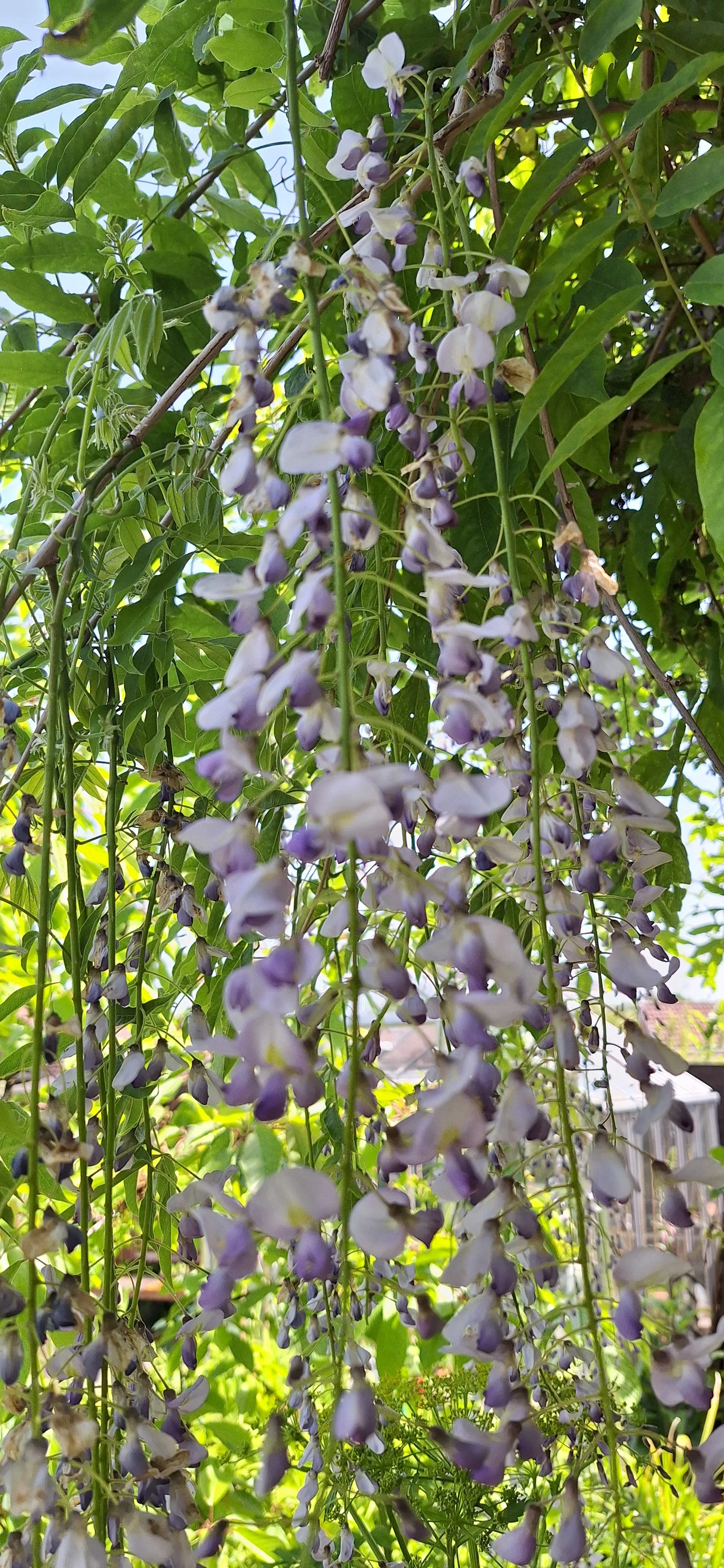 Wisteria