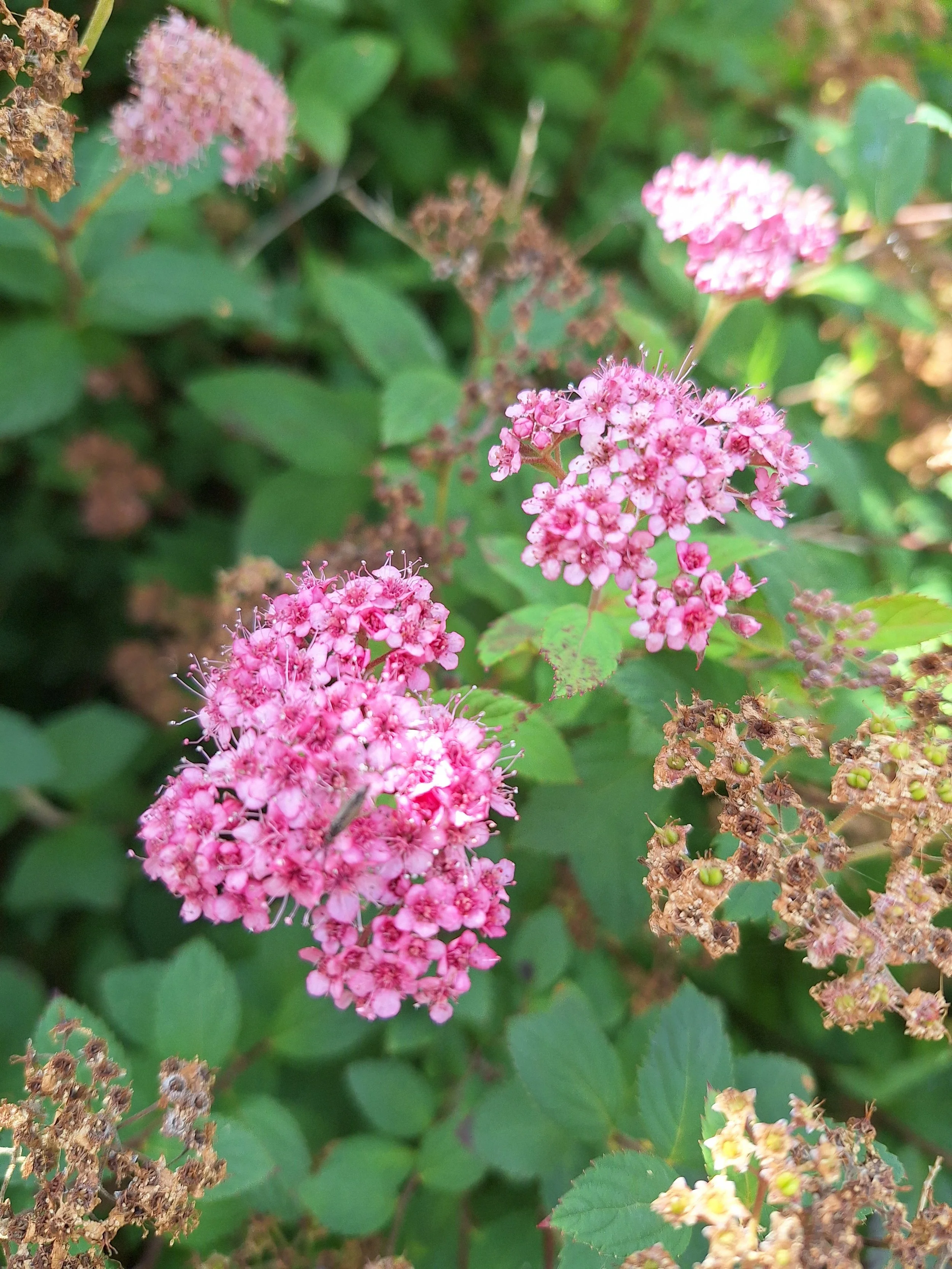 Spiraea