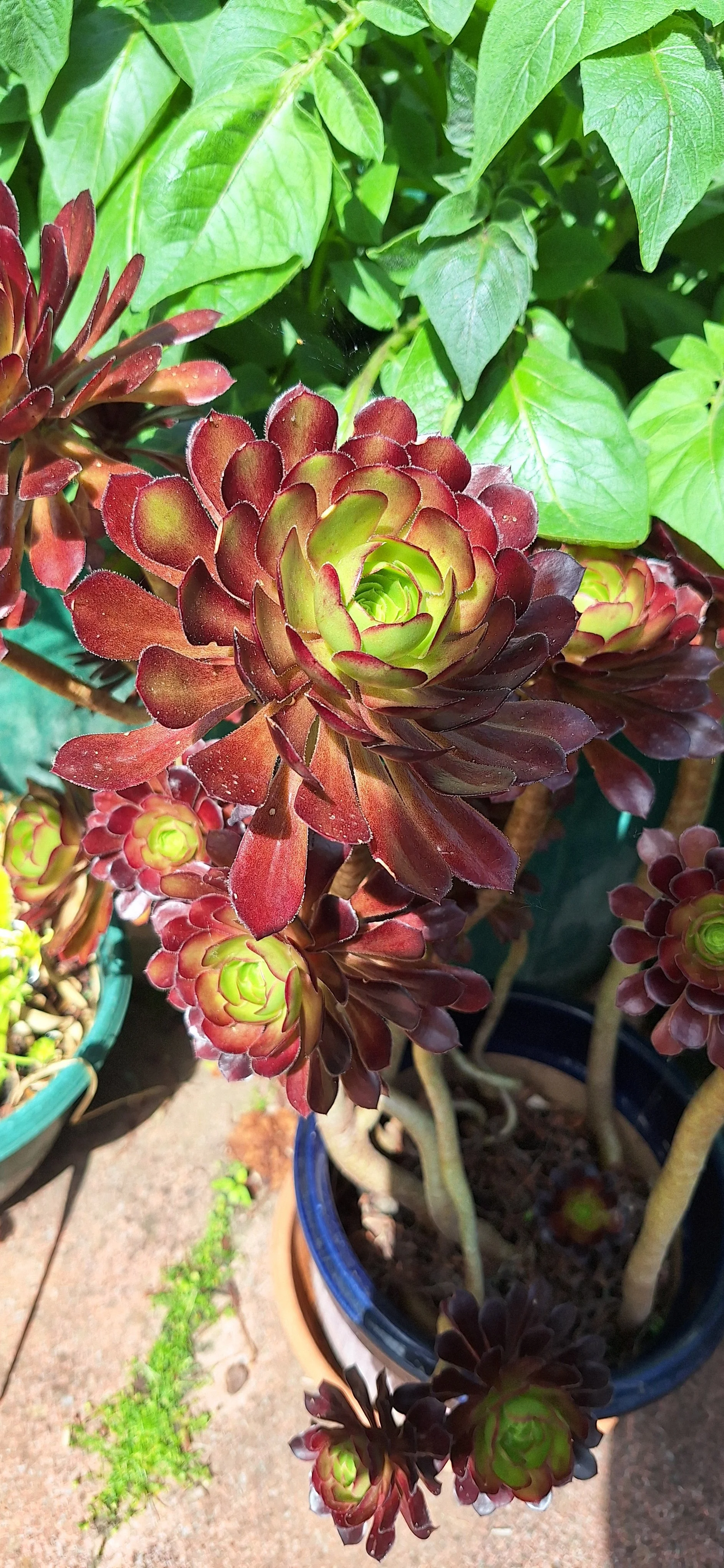 Houseleek tree