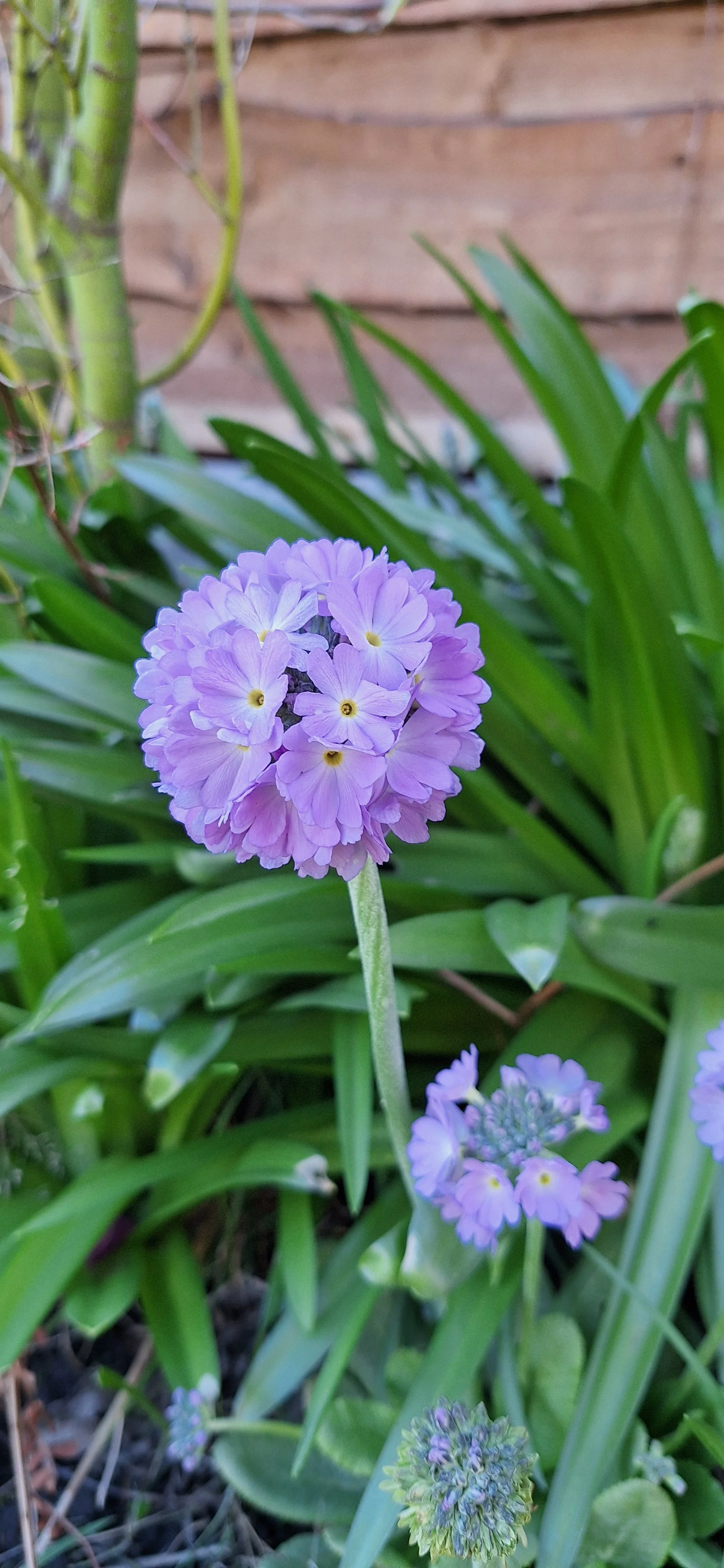 Drumstick primula