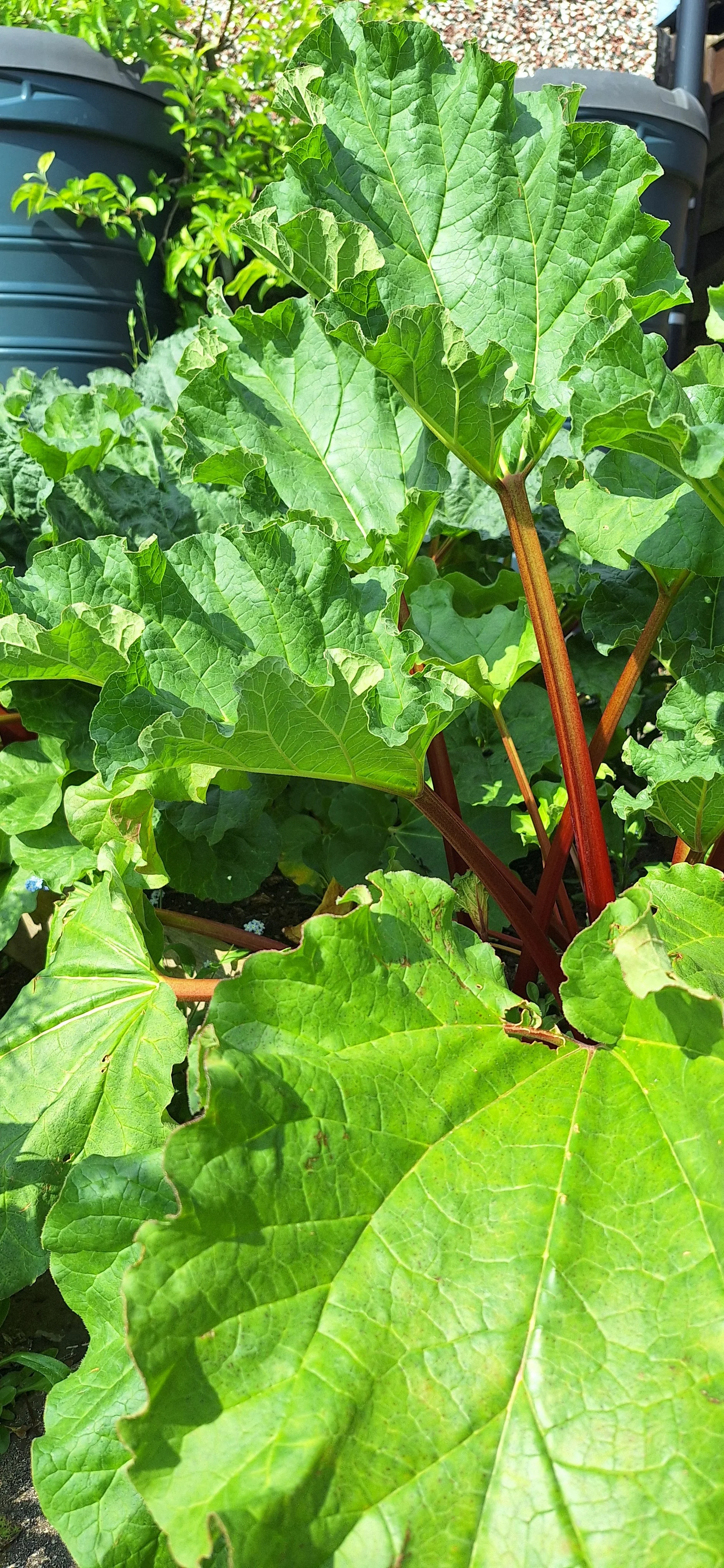 Rhubarb
