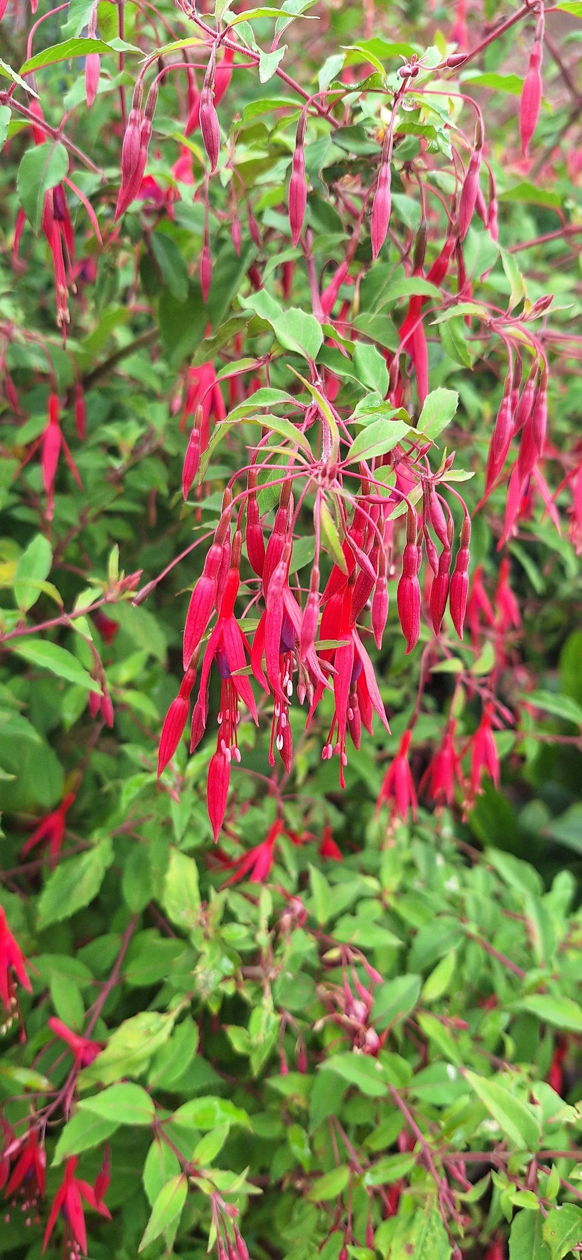 Fuchsia