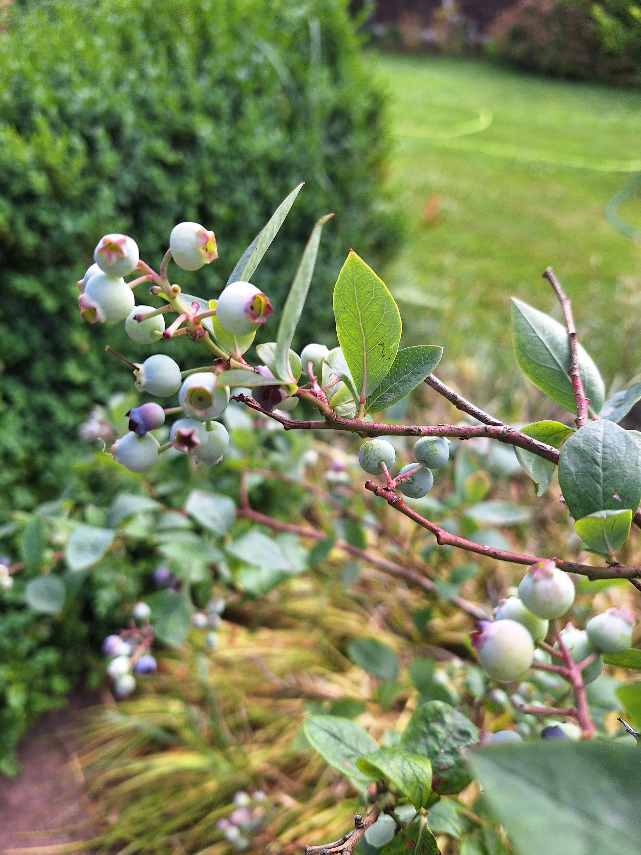 Blueberry