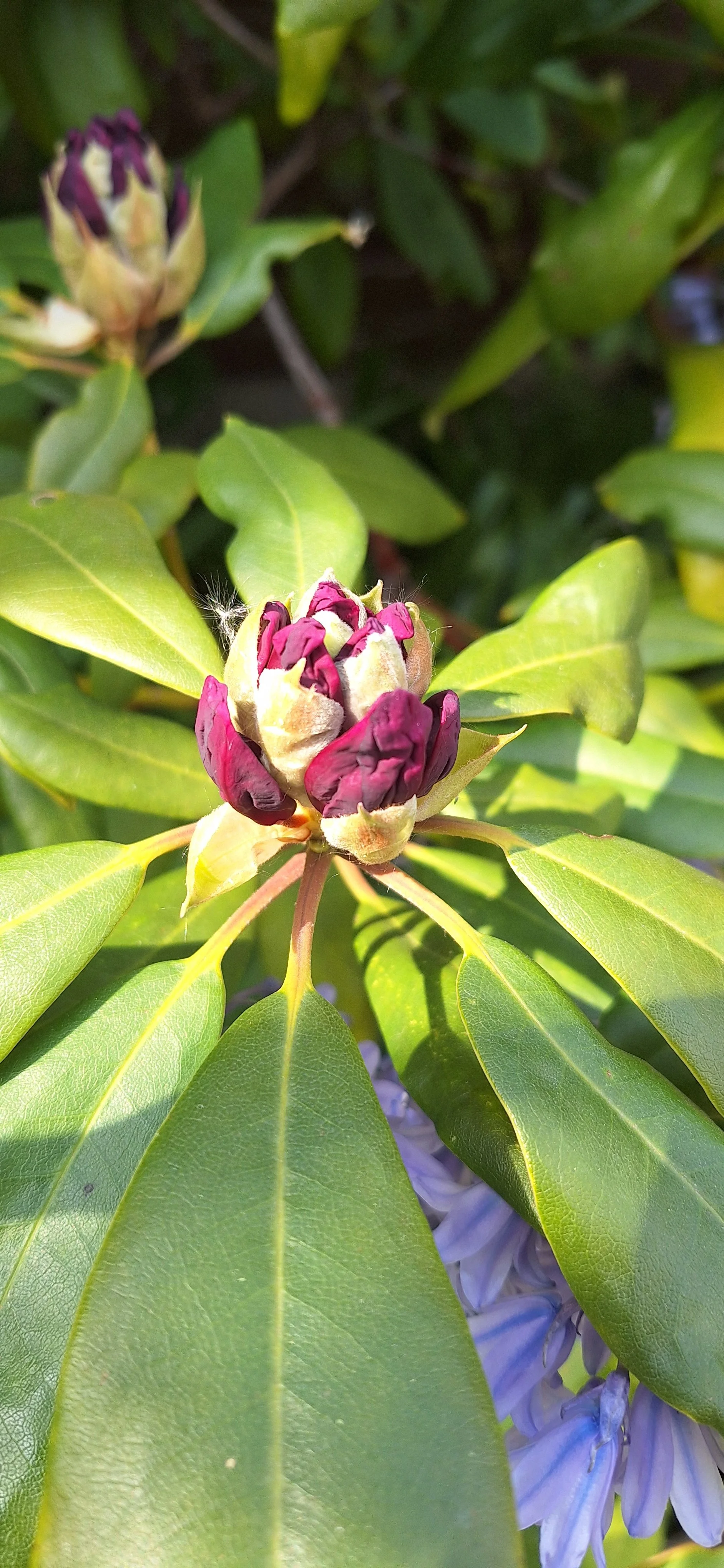 Lily magnolia