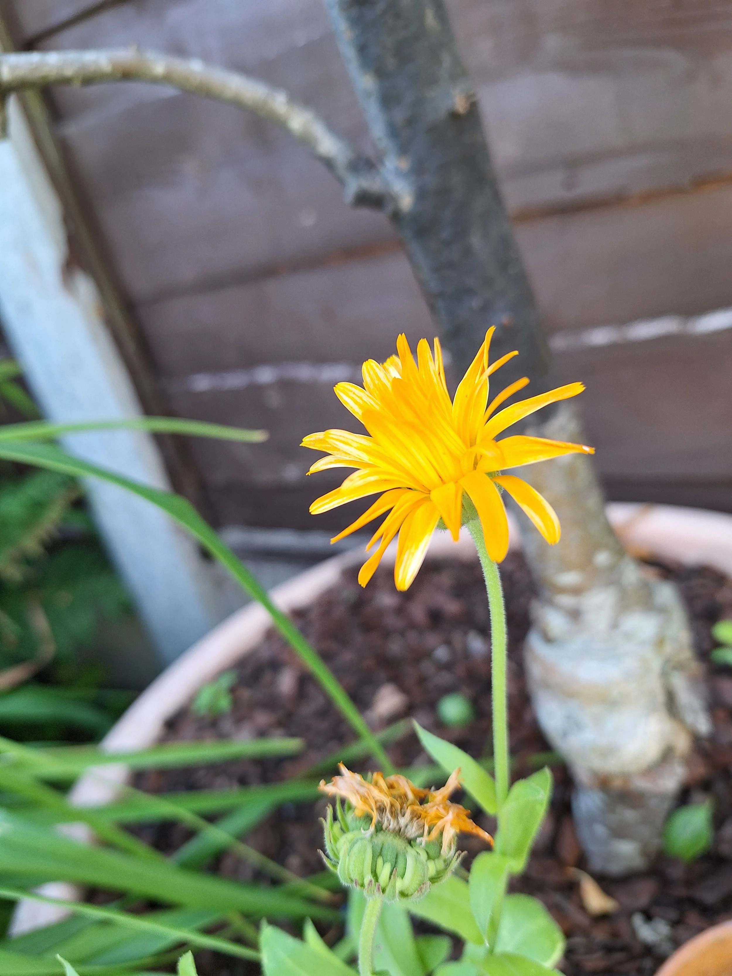 Marigold