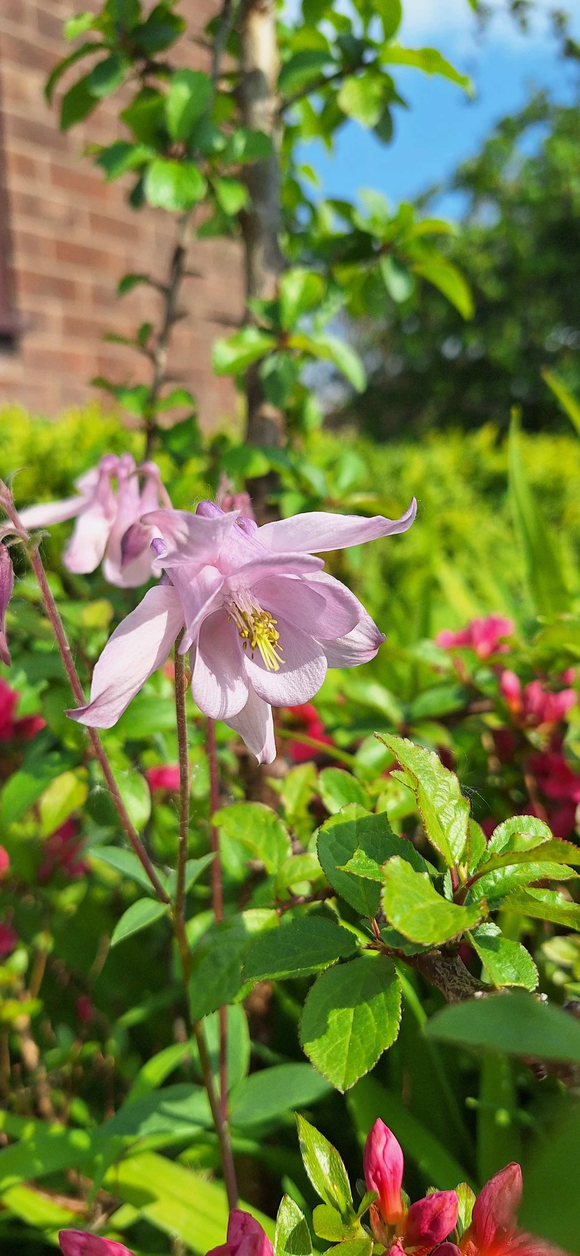 Columbine