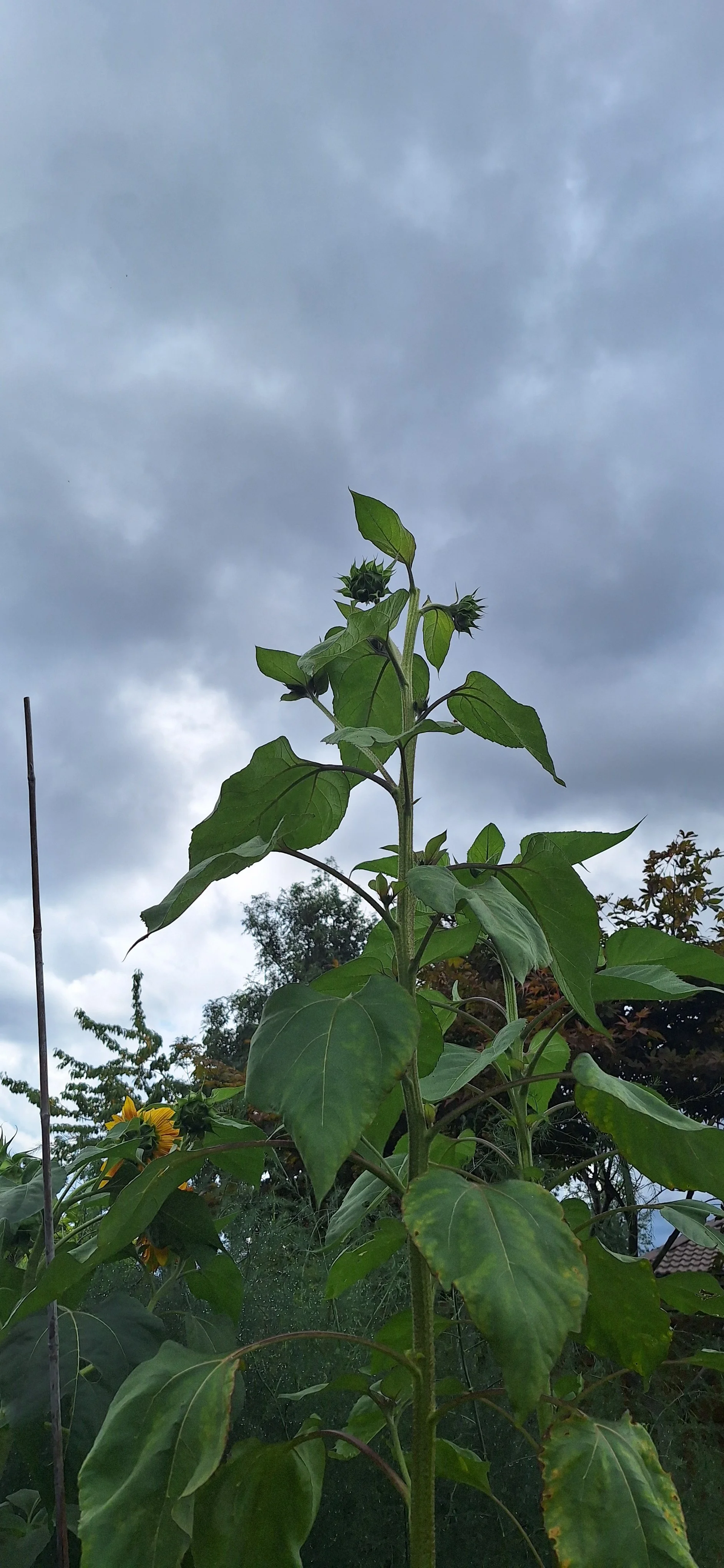 Super tall sunflower