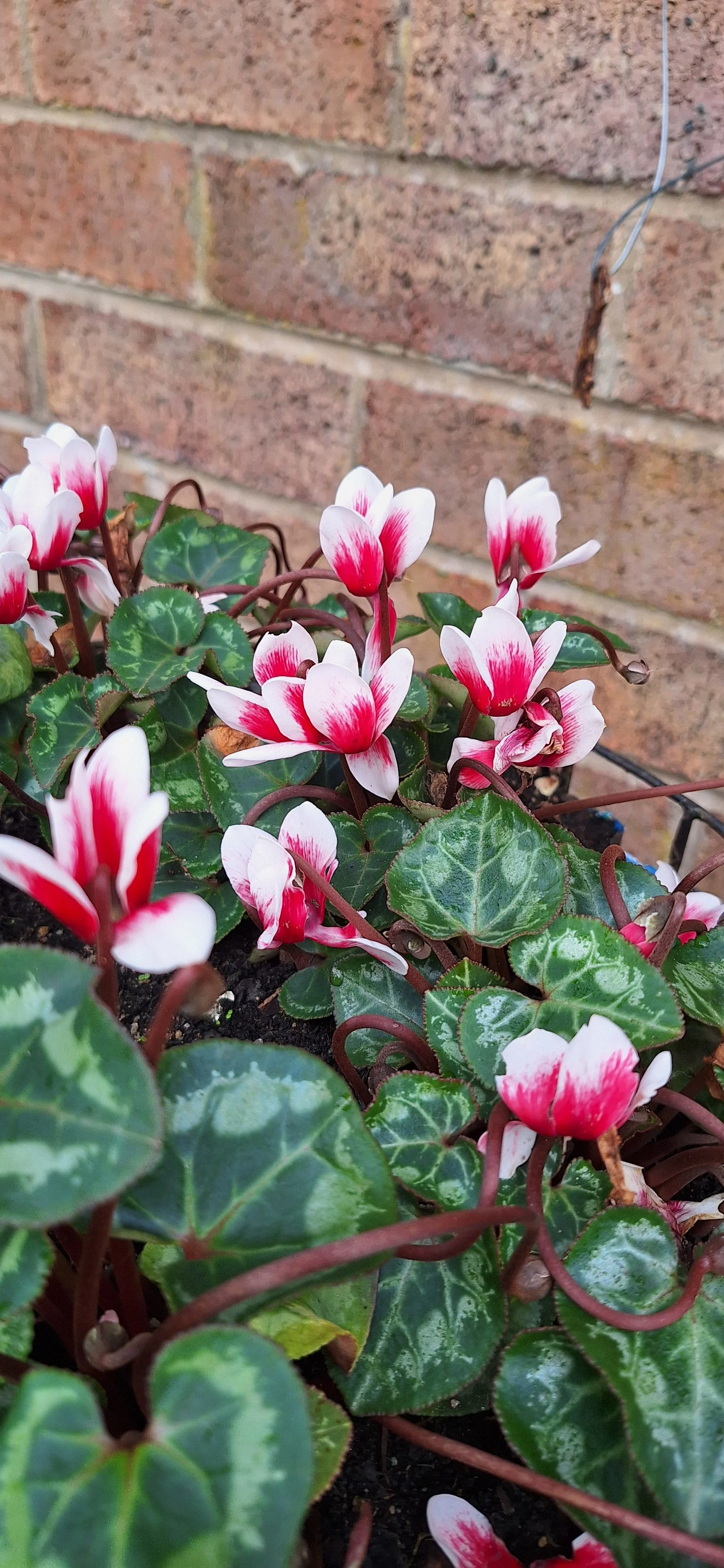 Cyclamen
