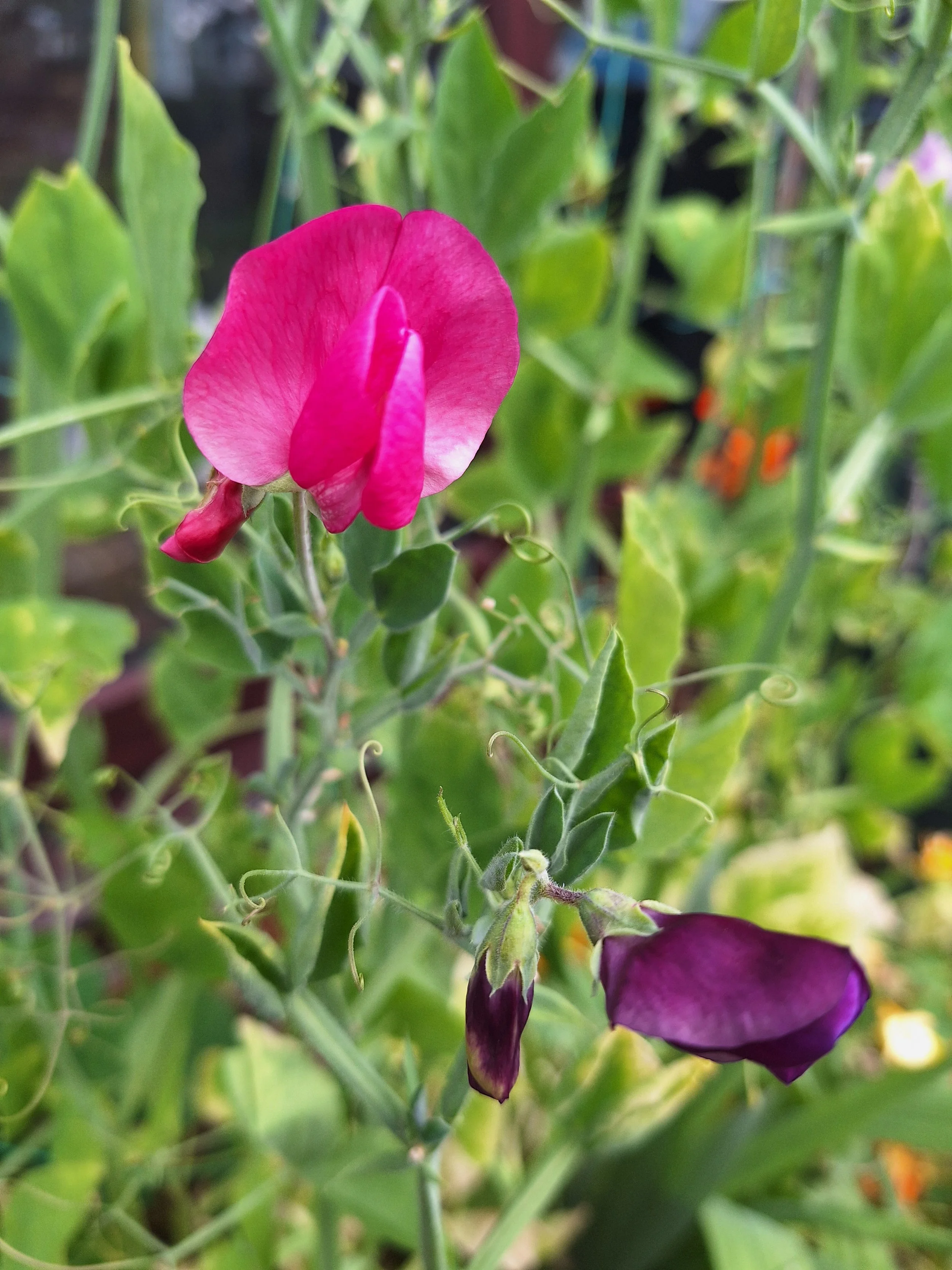 Sweet pea
