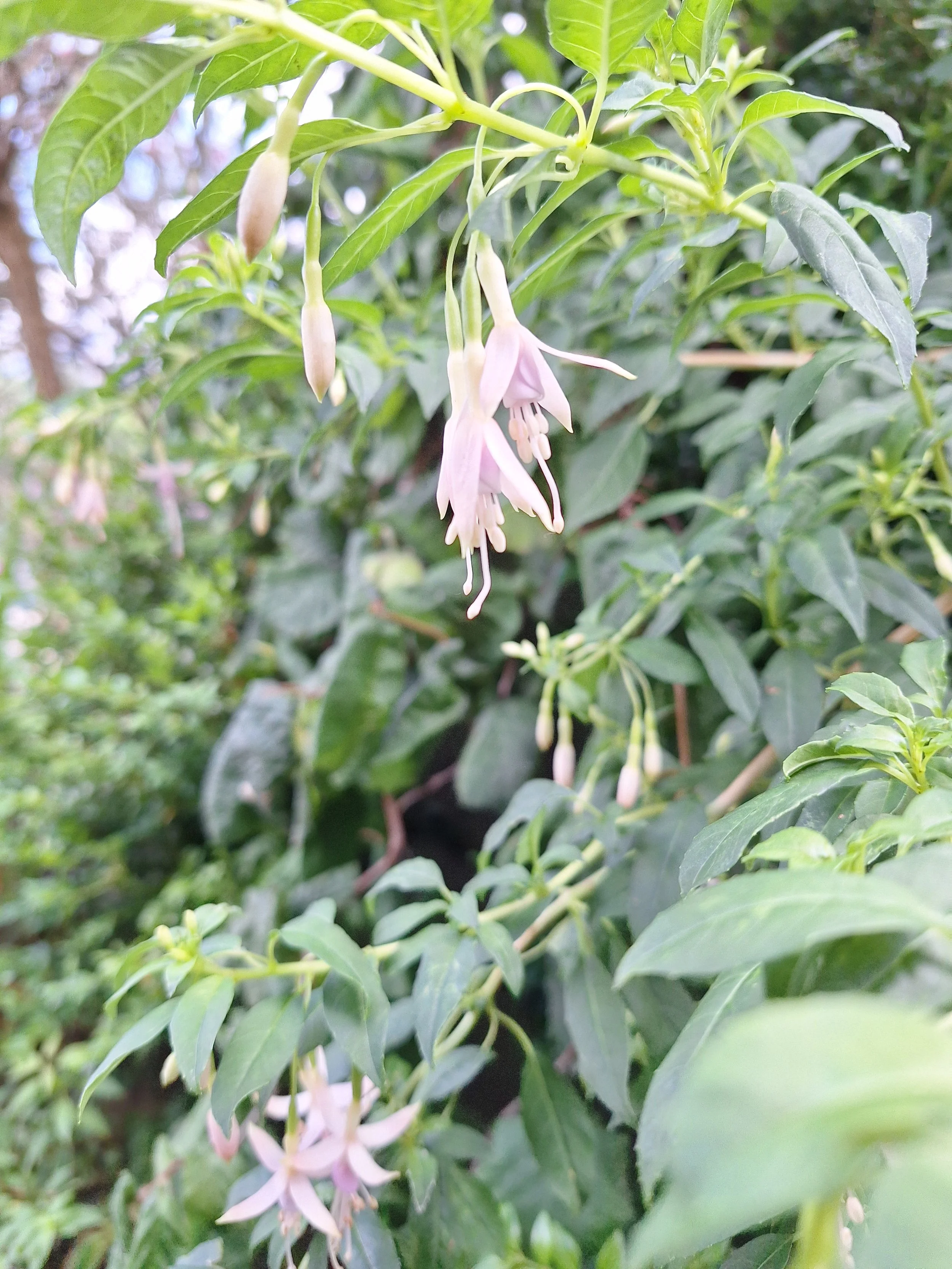 Fuchsia